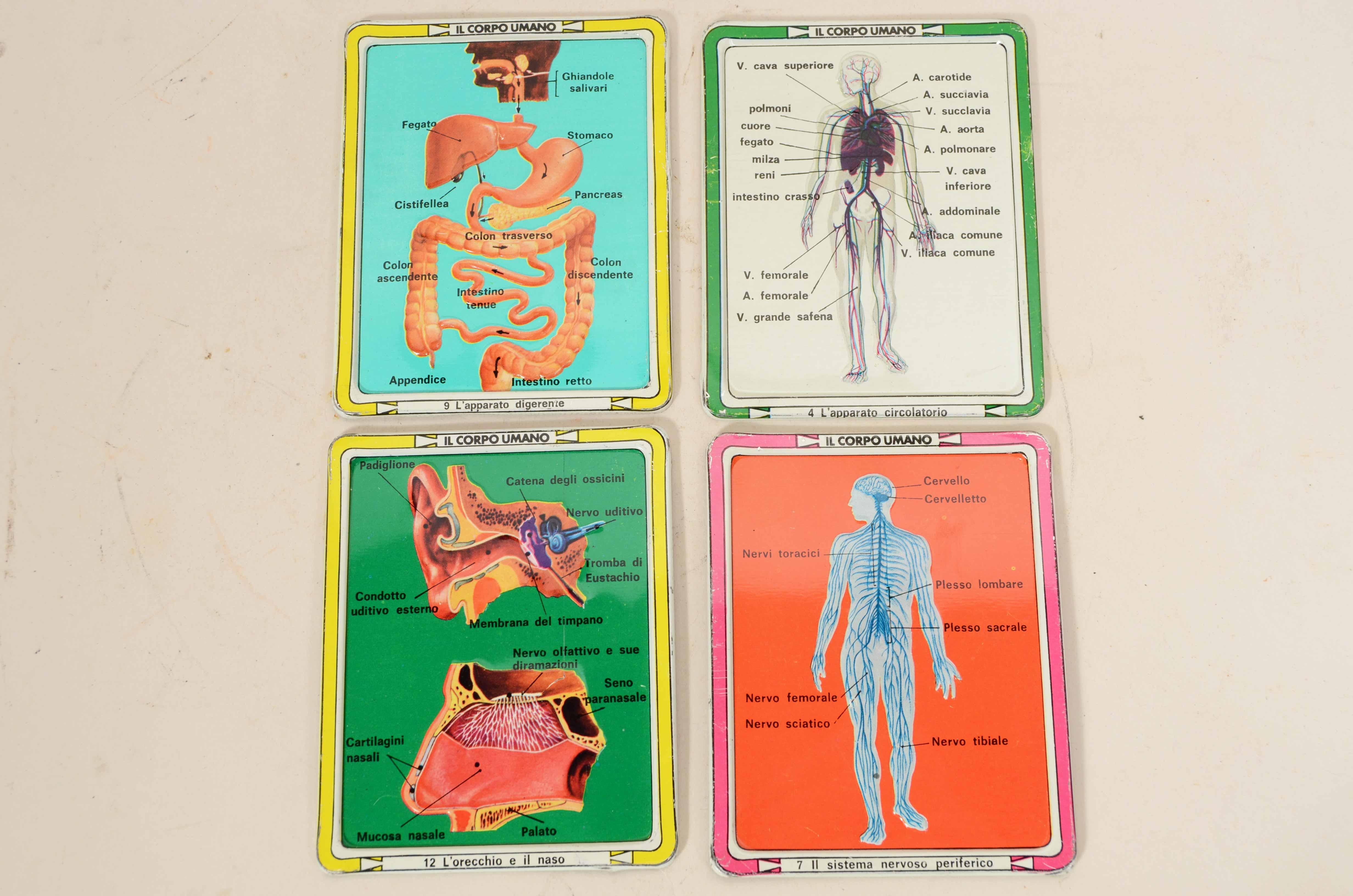 12 tavole didattiche anatomiche in rilievo in latta del corpo umano Italia 1960 2