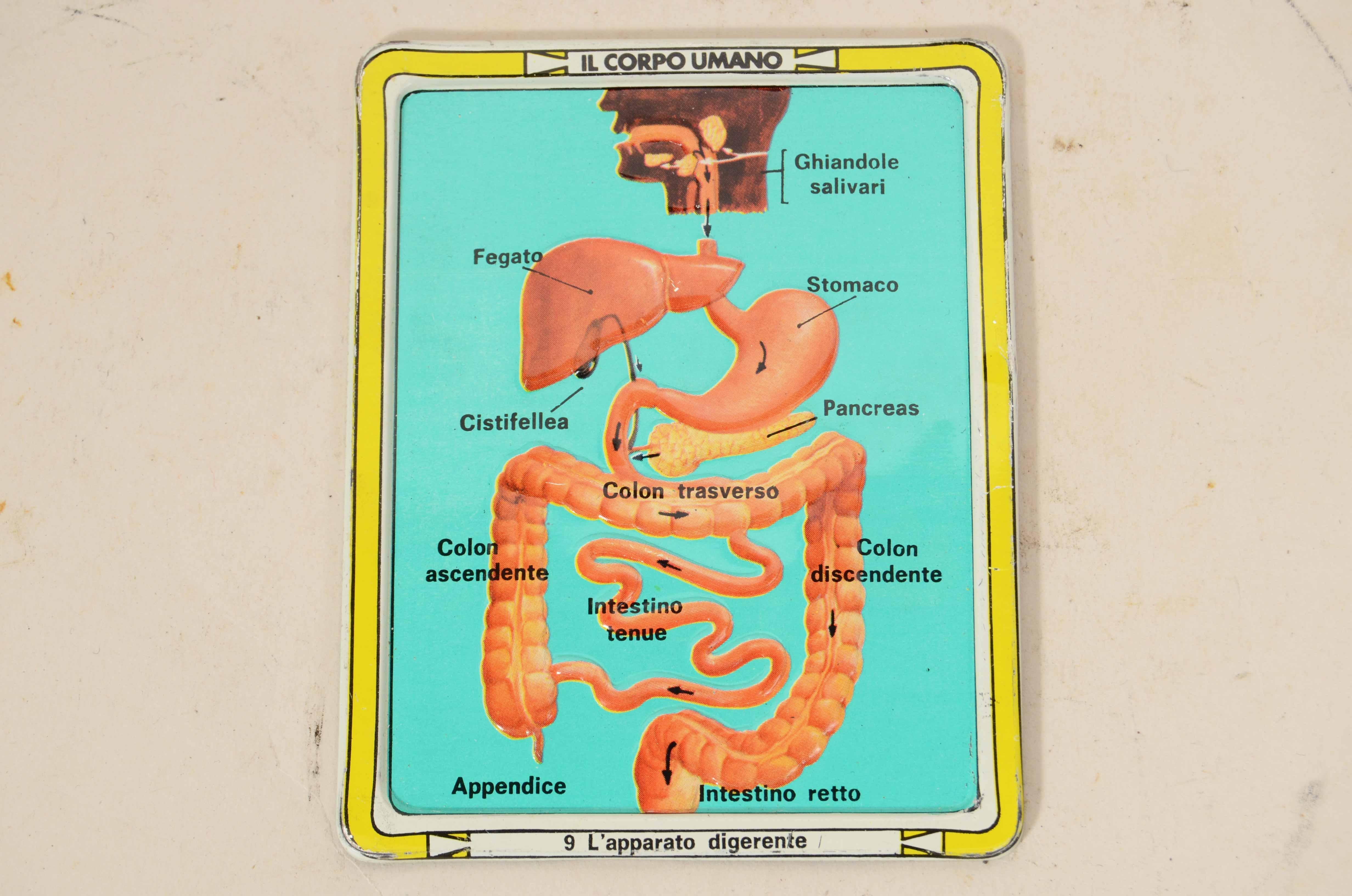 12 tavole didattiche anatomiche in rilievo in latta del corpo umano Italia 1960 3