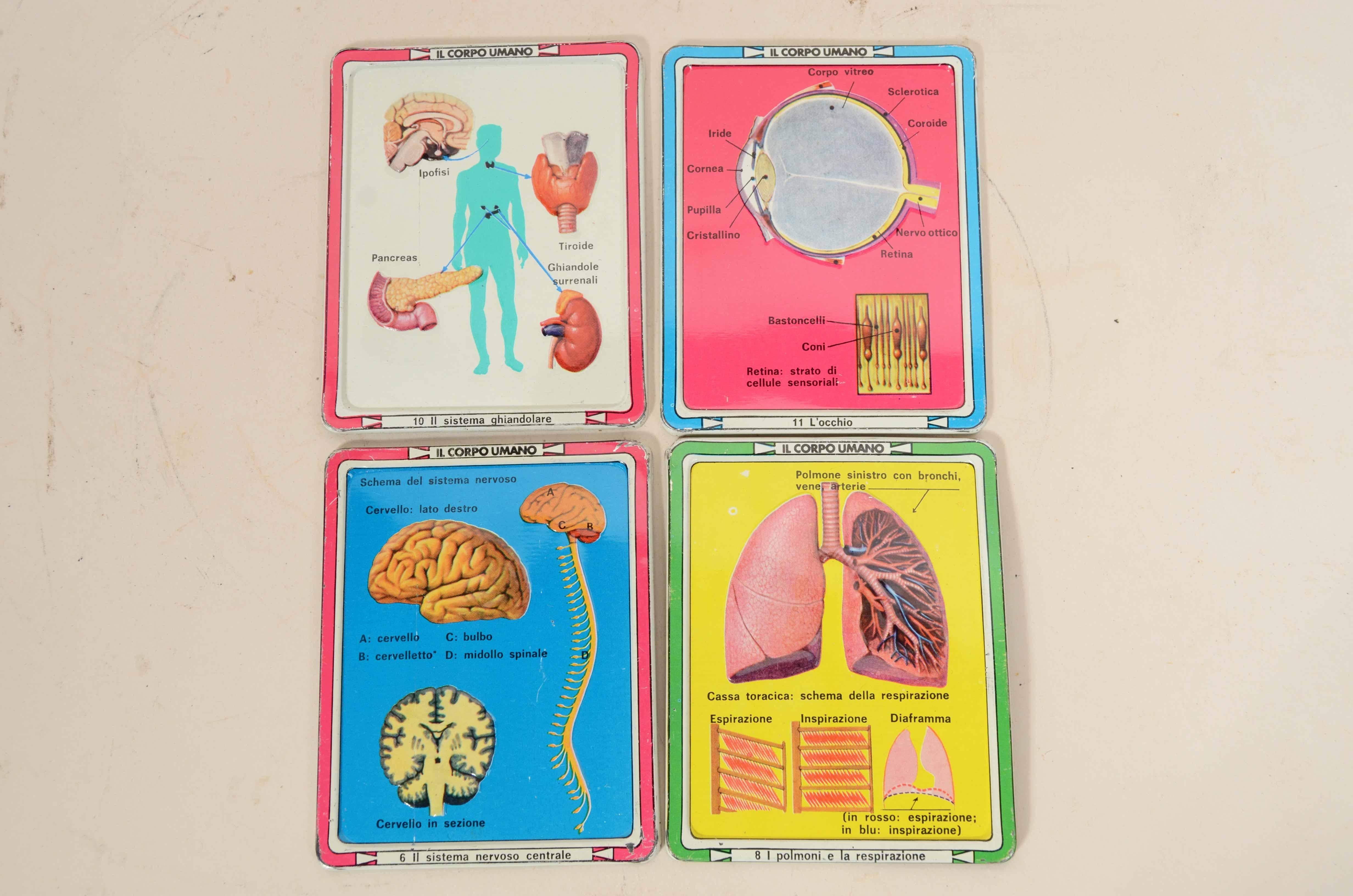 12 tavole didattiche anatomiche in rilievo in latta del corpo umano Italia 1960 4