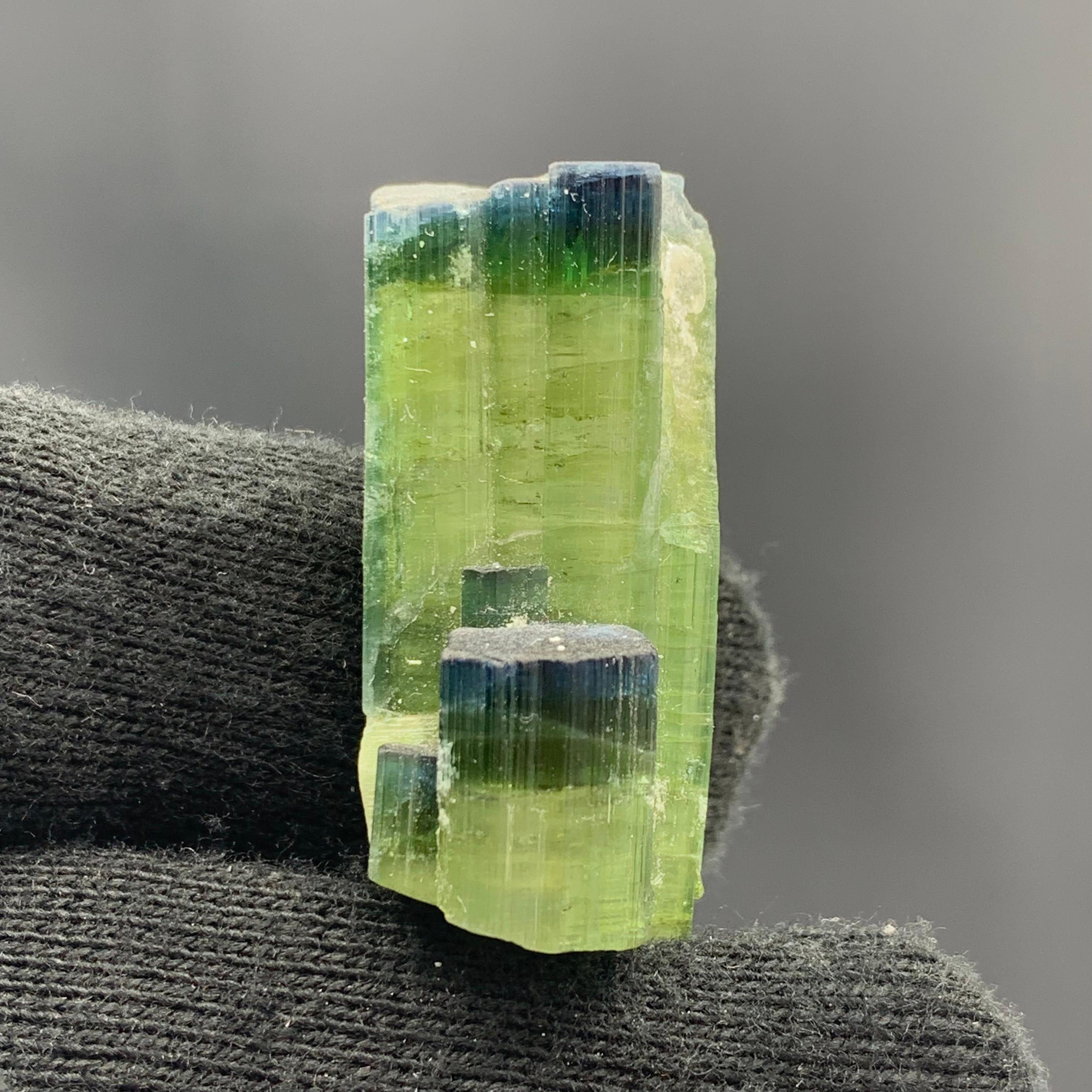12.08 Gram Tri Color Dual Tourmaline Crystals From Kunar, Afghanistan 

Weight: 12.08 Gram 
Dimension: 3.5 x 1.6 x 1.4 Cm
Origin: Kunar, Afghanistan

Tourmaline is a crystalline silicate mineral group in which boron is compounded with elements such