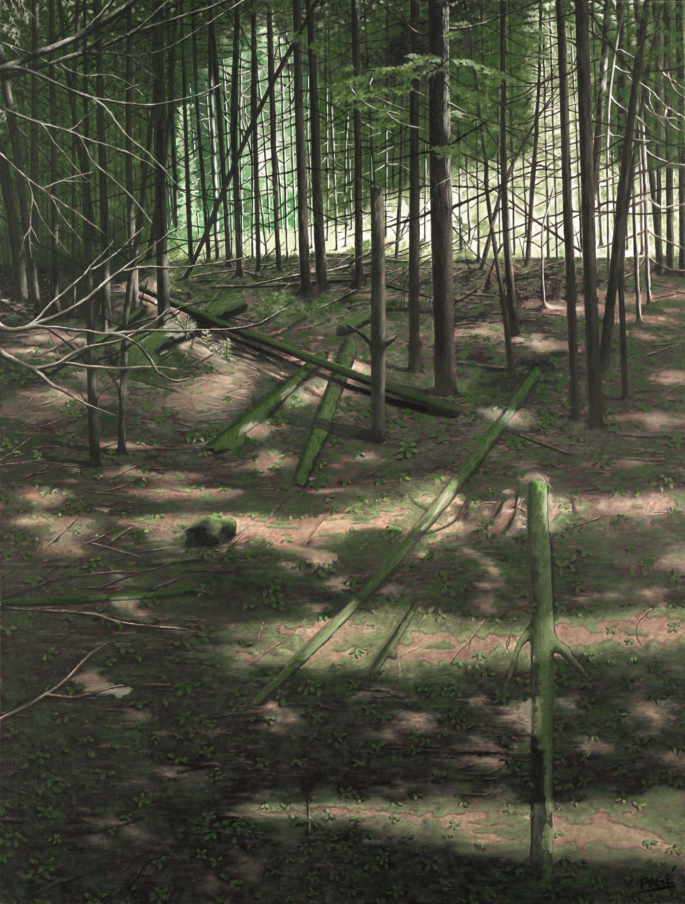 Muschio su Wood', Pittura, Olio su tela - Painting di John Page