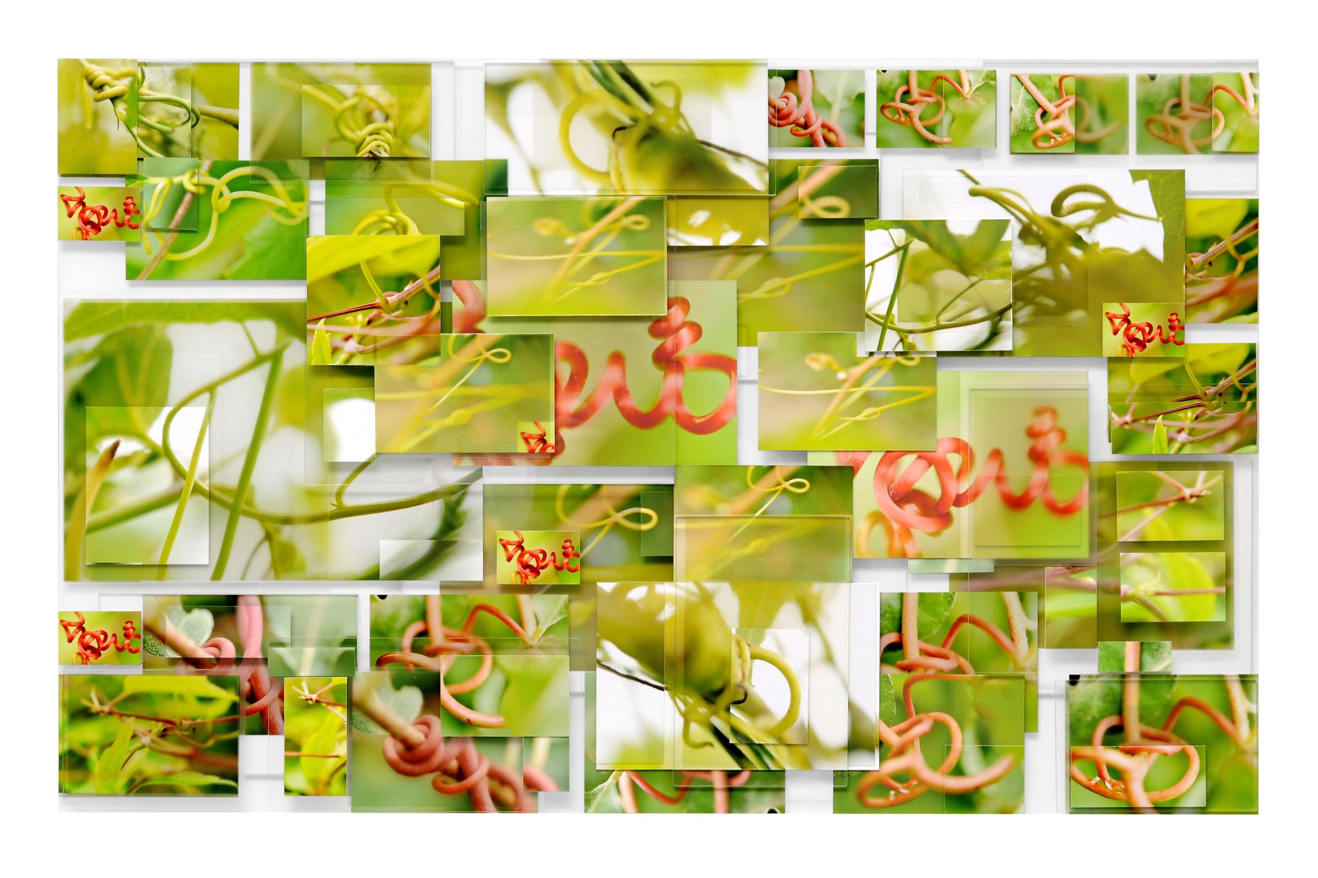 organics 2, Tecnica mista su pannello MDF - Mixed Media Art di Phil Stein