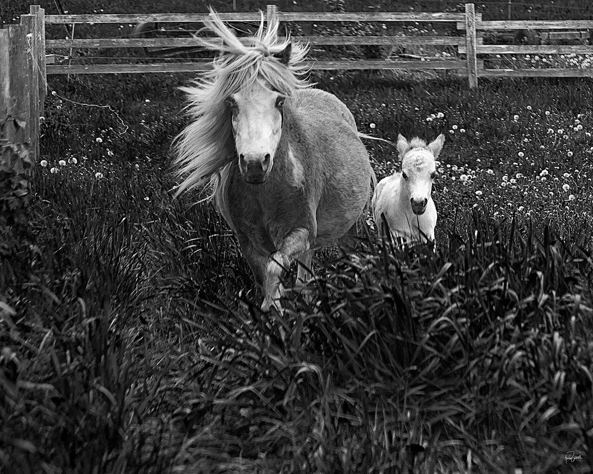 Black and White Photograph Kristen Westlake - Child Wild Child, Photographie, Toile ( tendue)