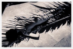 Palm Zebra, Photograph, Archival Ink Jet