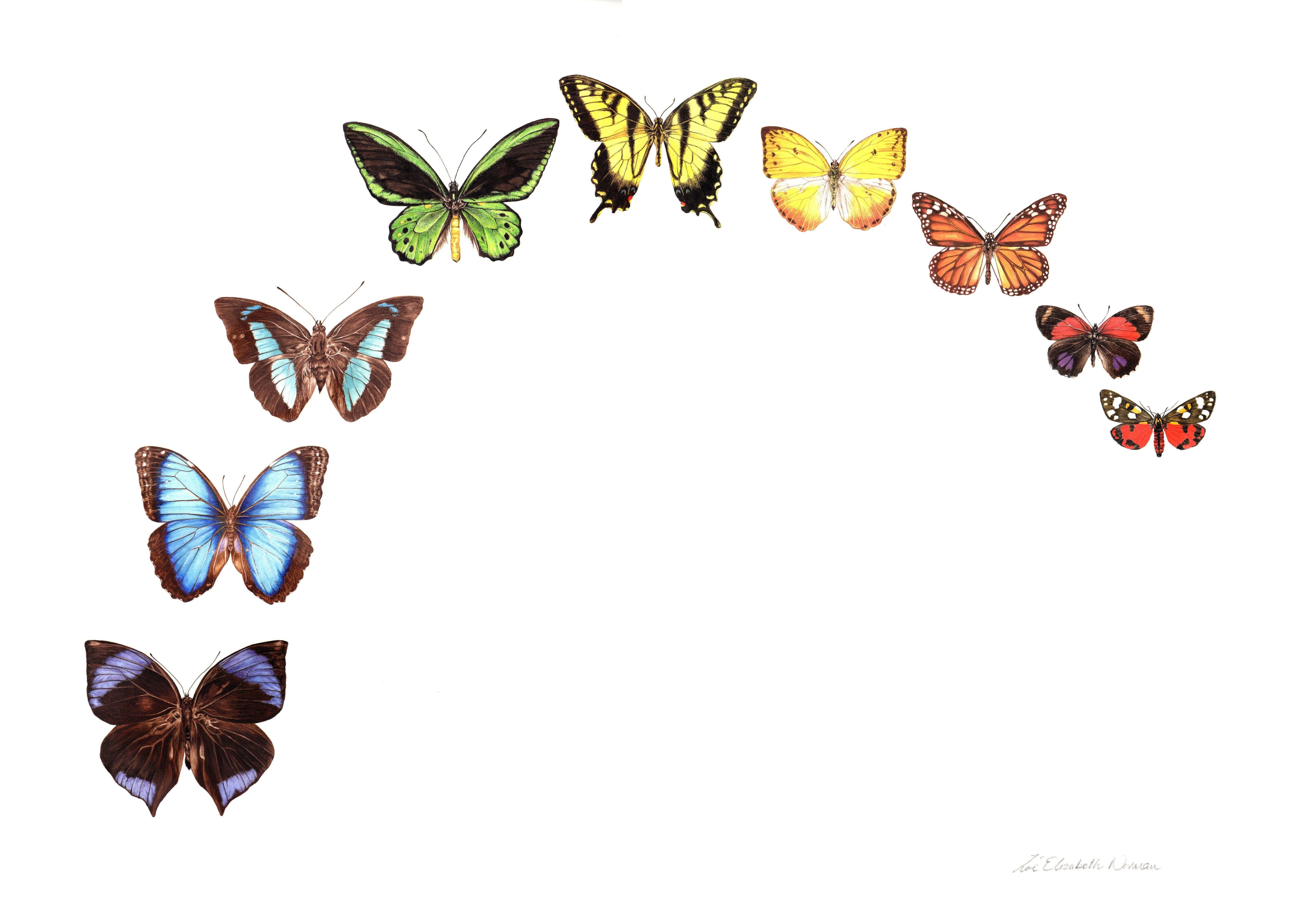 Schmetterling Regenbogen, Gemälde, Aquarell auf Aquarellpapier – Art von Zoe Elizabeth Norman