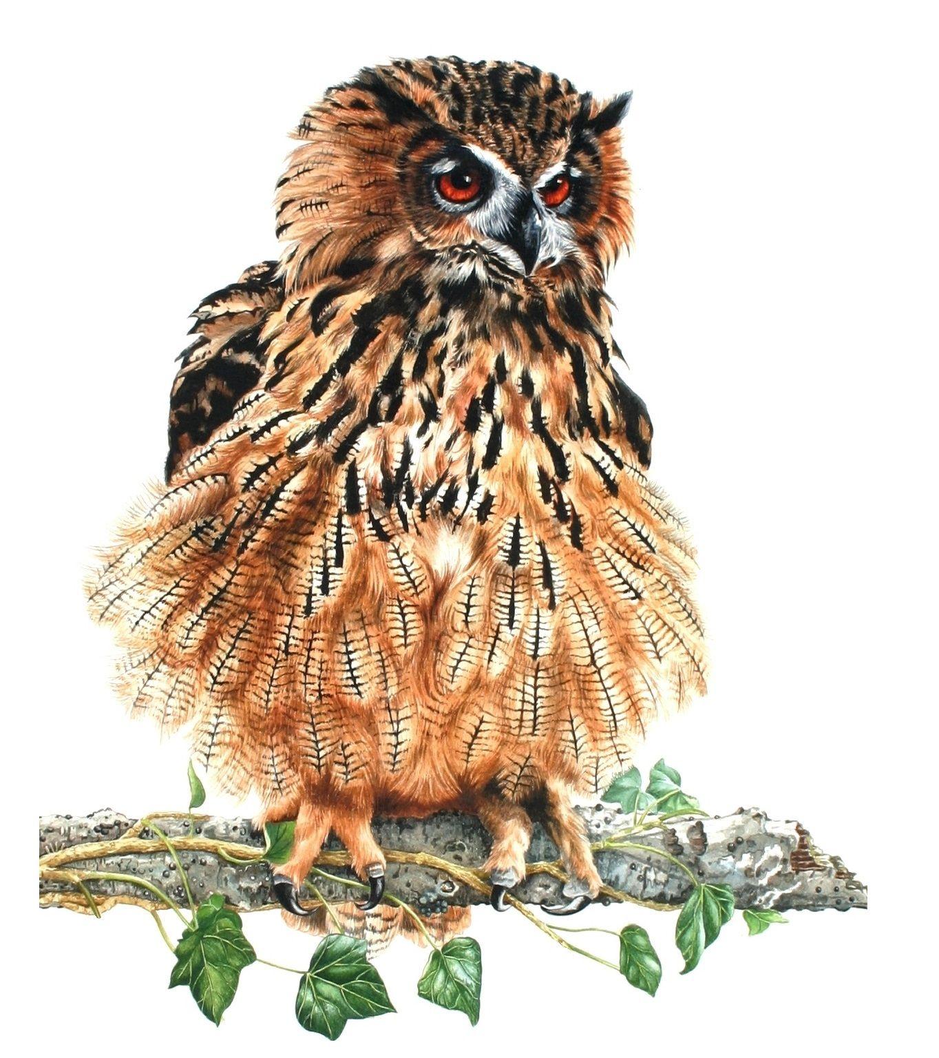 Eagle Owl, Gemälde, Aquarell auf Papier im Angebot 1