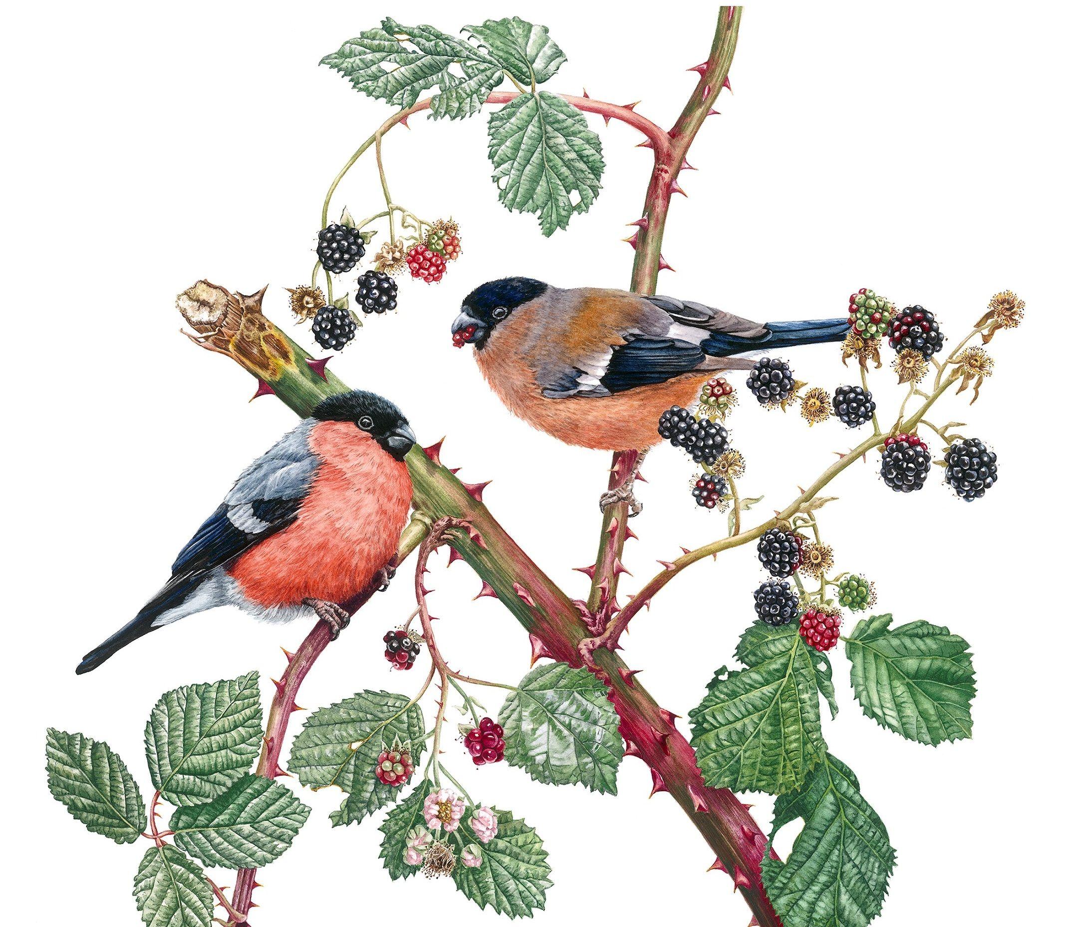 Bullfinches and Blackberries, Painting, Watercolor on Paper - Art by Zoe Elizabeth Norman