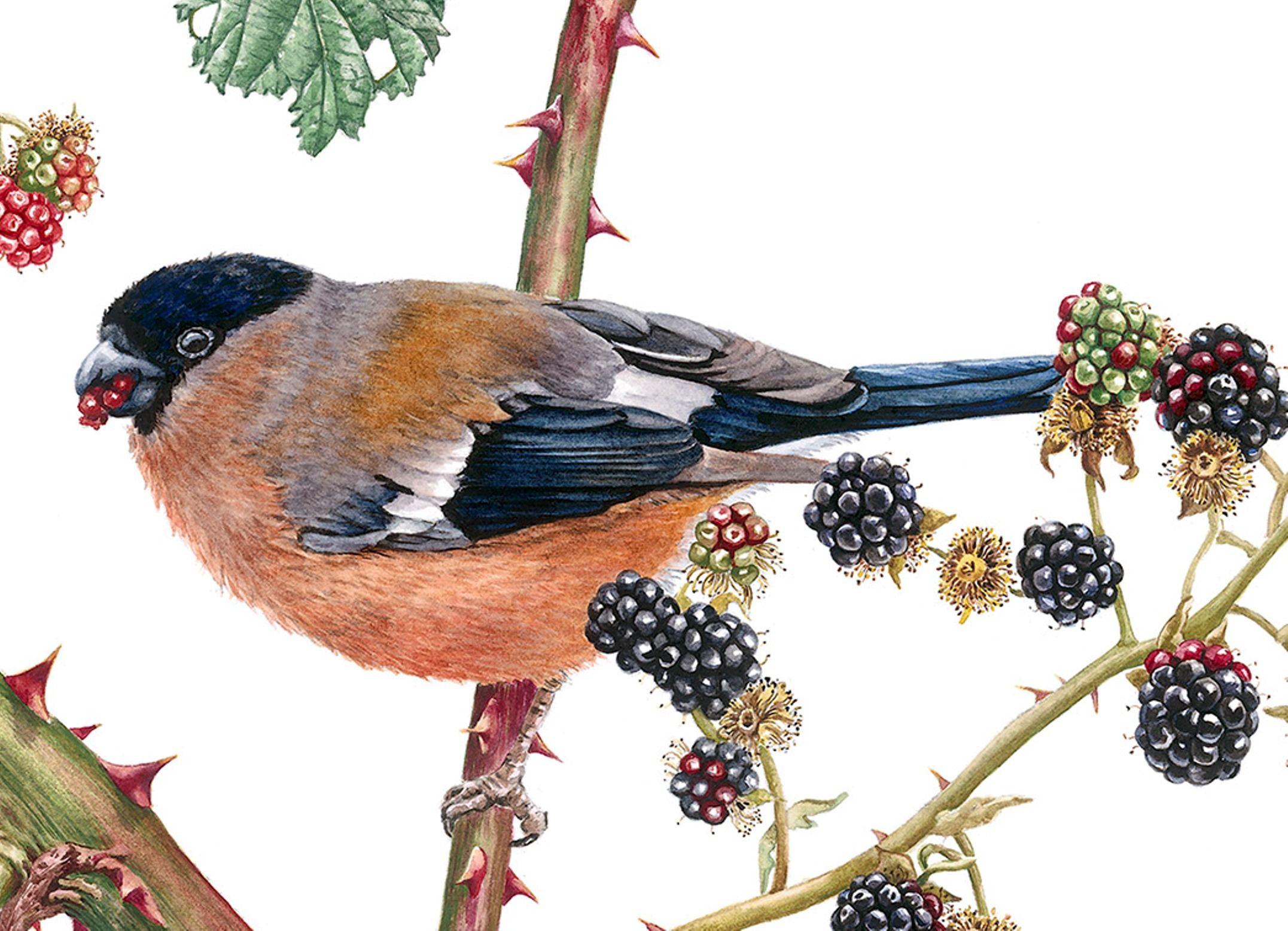 Bullfinches und Schwarzbeeren, Gemälde, Aquarell auf Papier (Fotorealismus), Art, von Zoe Elizabeth Norman