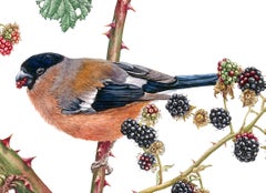 Peinture - « Bullfinches and Blackberries », aquarelle sur papier