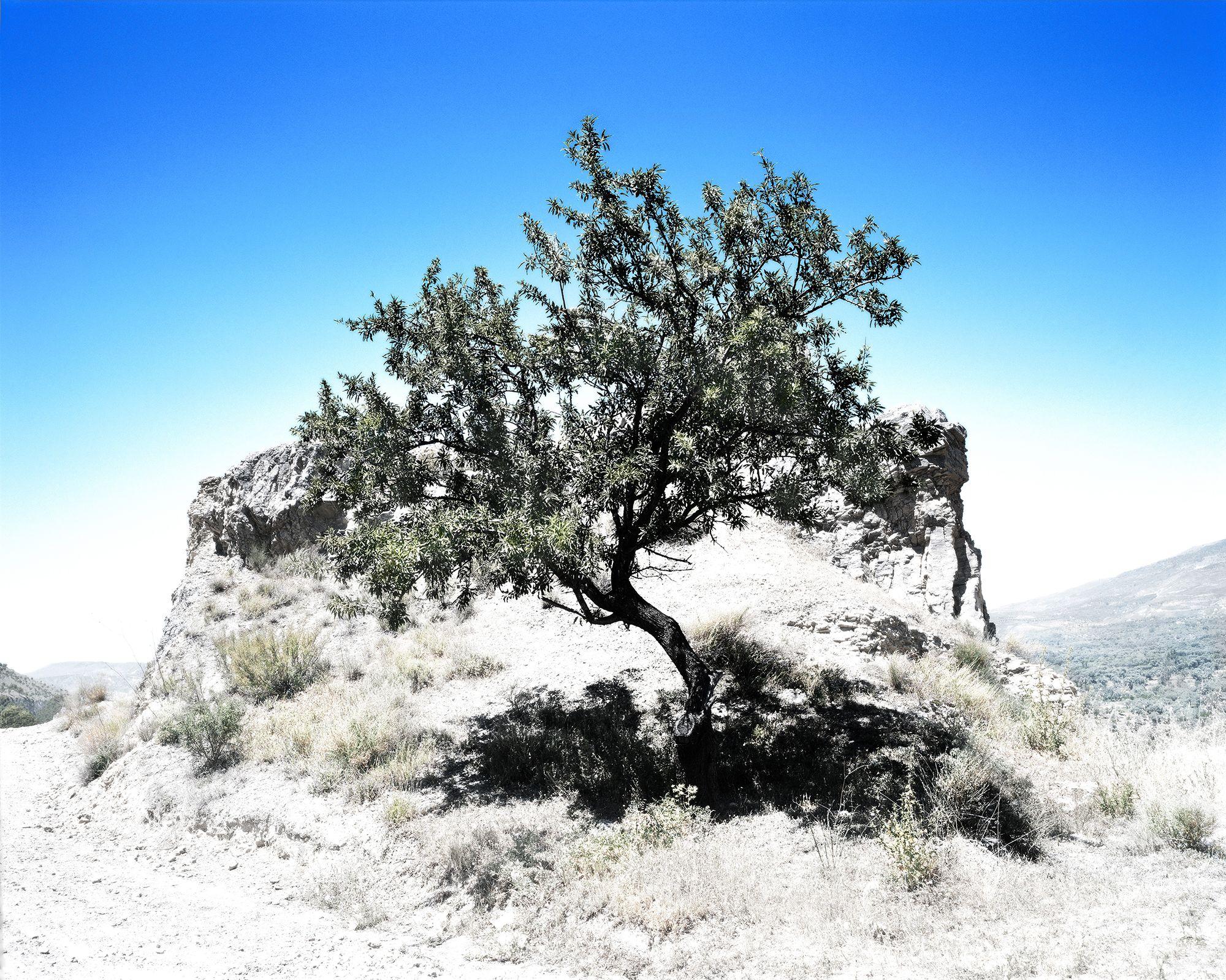 Ton Kinsbergen Color Photograph – Arbol Andalucia, Fotografie, Archivtinte Jet