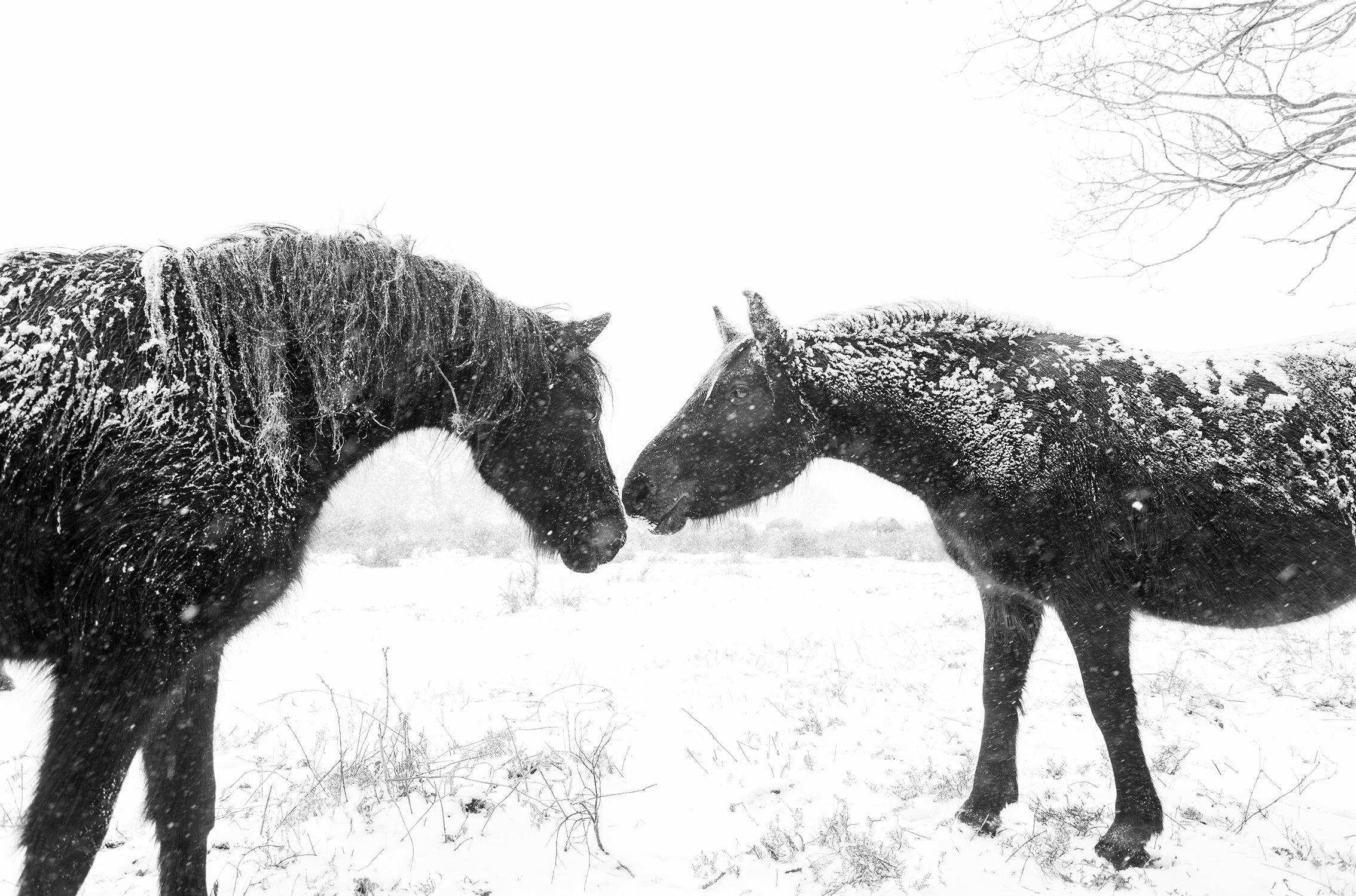 Andrew Lever Black and White Photograph - SNOW HORSES, Photograph, C-Type