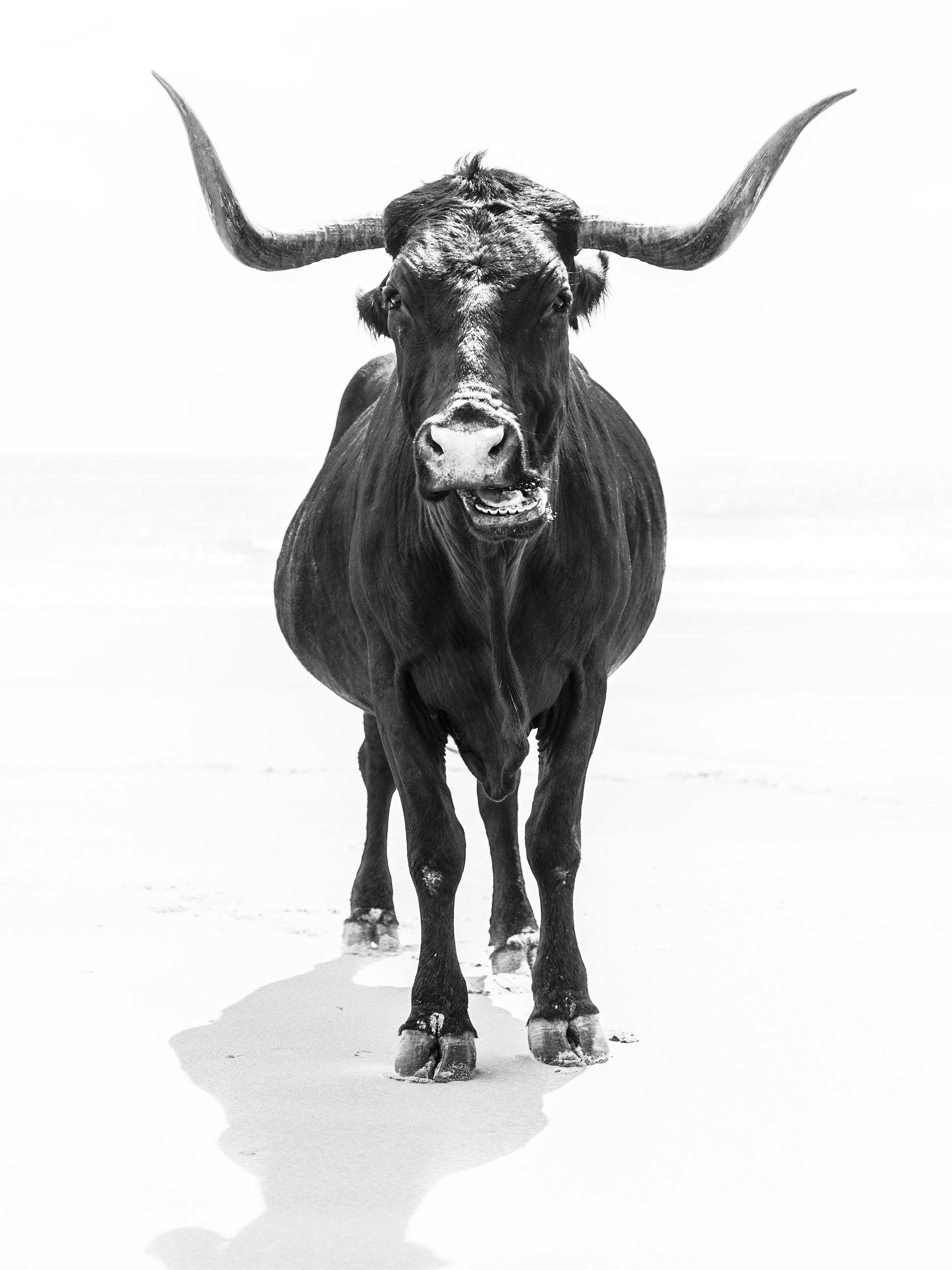 Andrew Lever Black and White Photograph - THE BULL, Photograph, C-Type