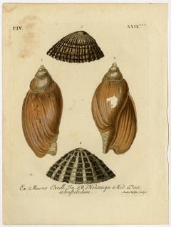 Antique Four different seashells by Andr. Hoffer - Handcoloured engraving - 18th Century