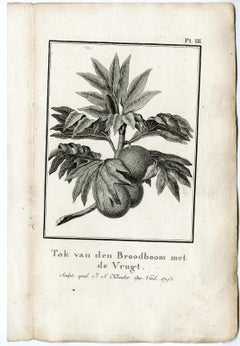 Branch of a Breadfruit Tree by J.S. Klauber - Etching / engraving - 18th Century