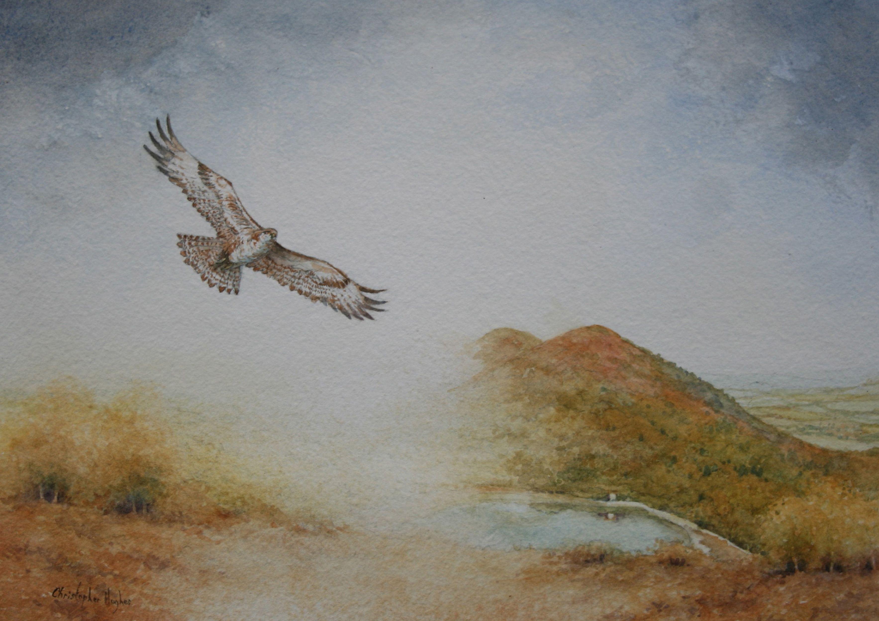 Buzzard over The Malverns, Painting, Watercolor on Watercolor Paper - Art by Christopher Hughes