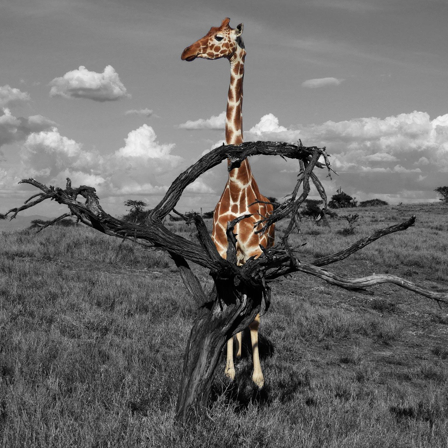 Gillie and Marc Schattner Animal Print - Animal B & W Photography Print - Art - Gillie and Marc - Giraffe admiring Africa