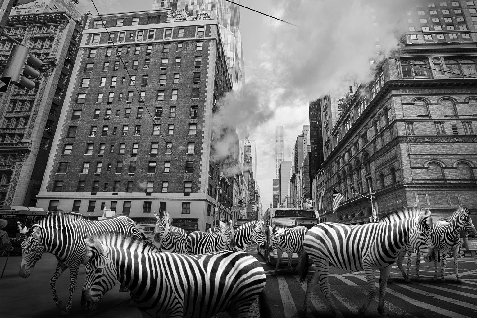 Gillie and Marc Schattner Animal Print - Animal Black and White Photography - Art Print - Gillie and Marc - Zebra Stripes