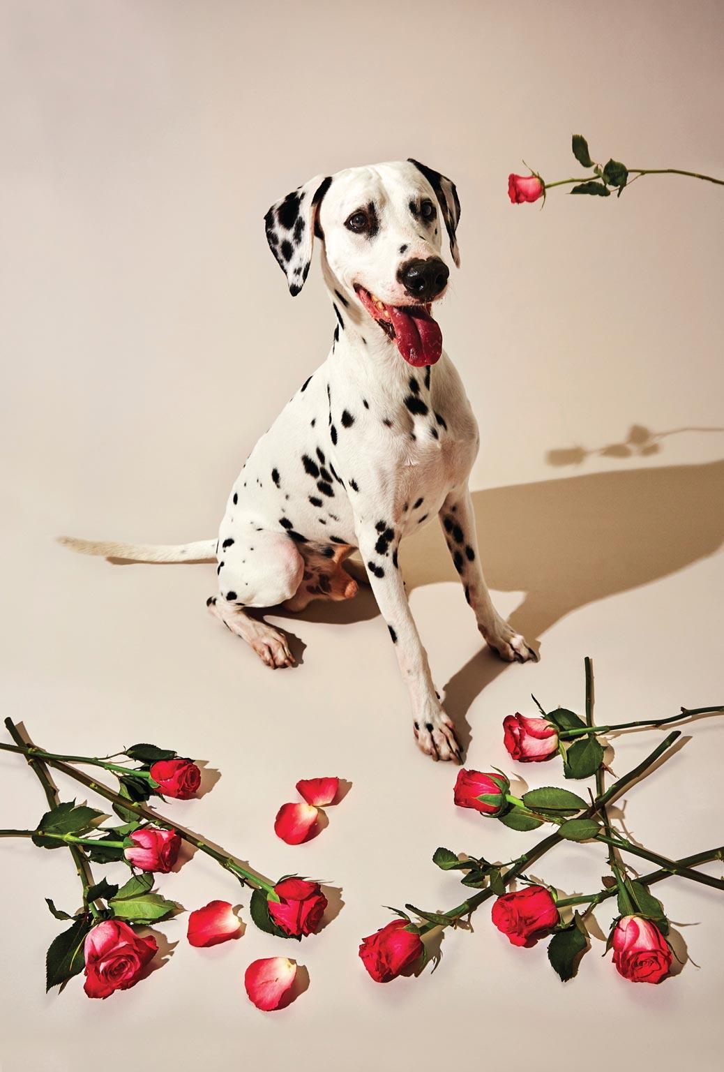 Gillie and Marc Schattner Animal Print - Animal Photography Print - Pop Art - Gillie and Marc - Dalmatian with roses