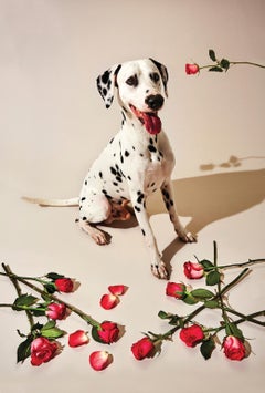 Animal Photography Print - Pop Art - Gillie and Marc - Dalmatian with roses
