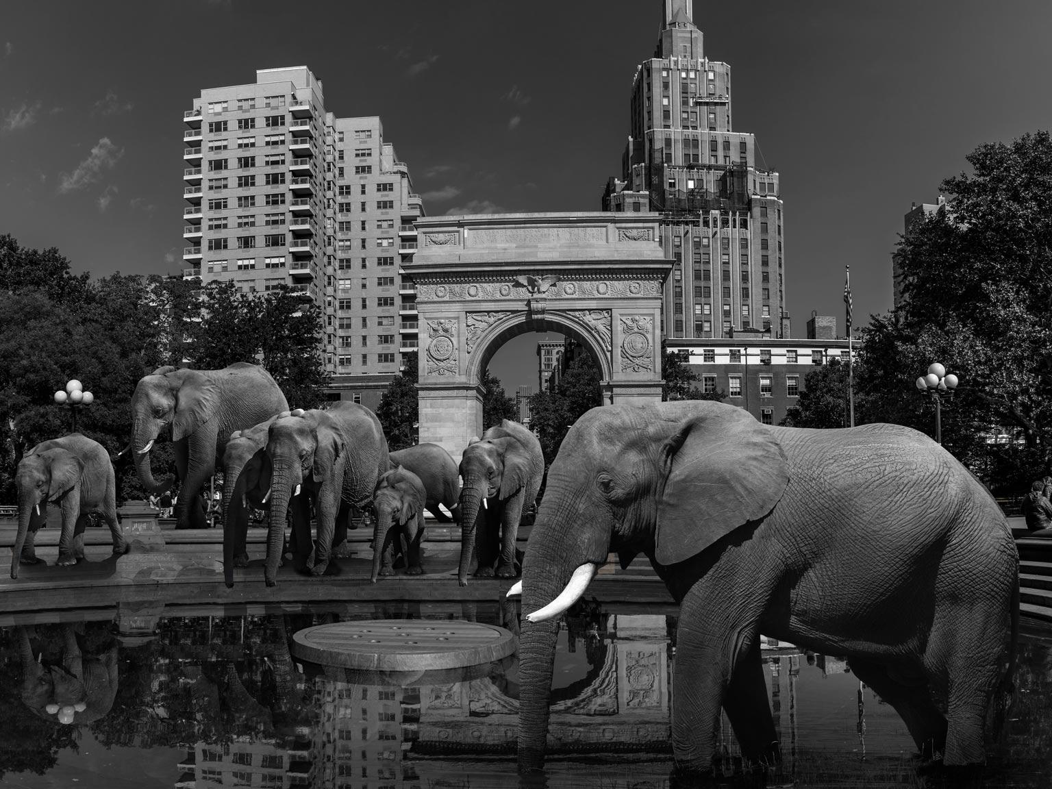 Gillie and Marc Schattner Animal Print - Black White Animal Photography - Pop Art Print - Elephants staying cool