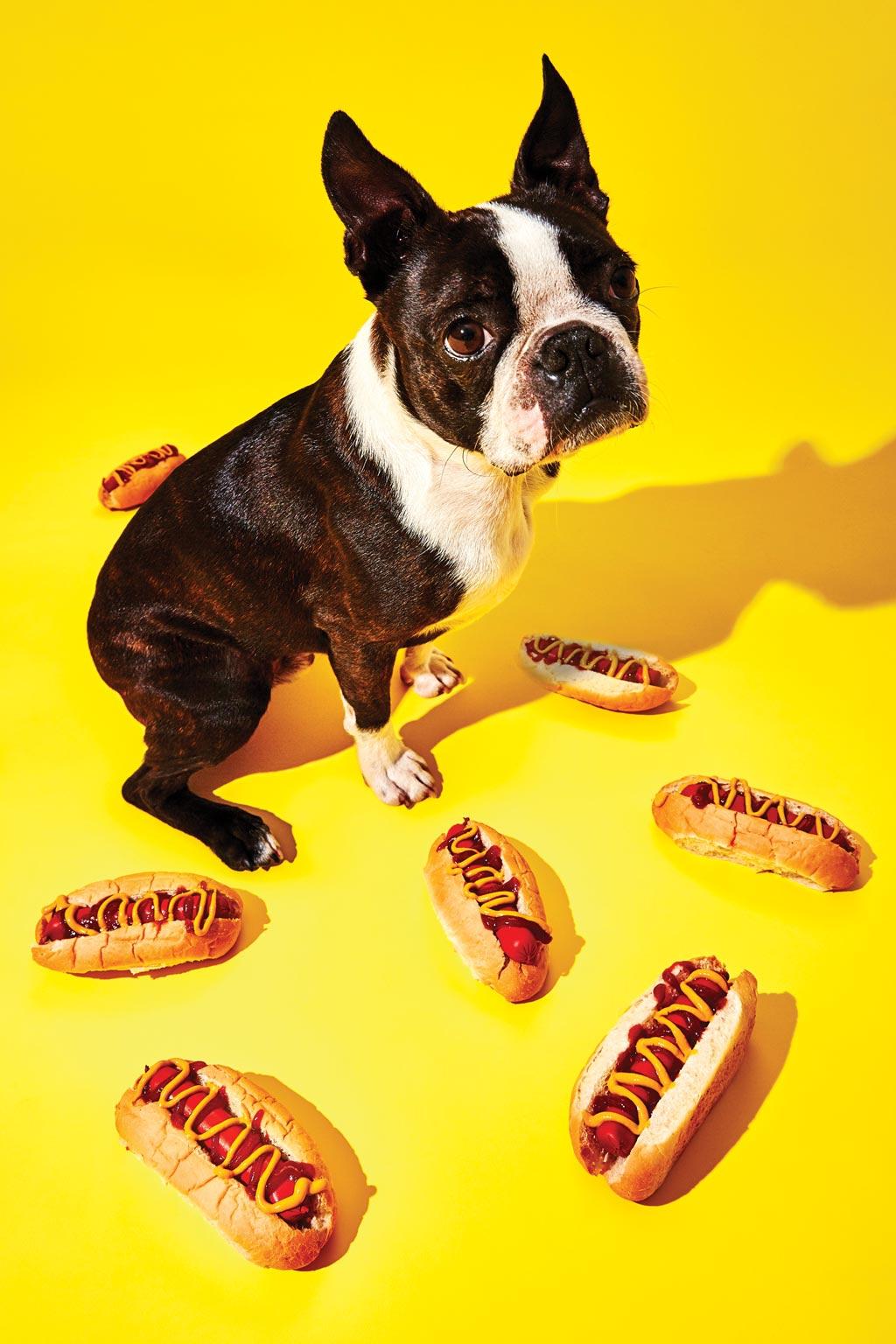 Gillie and Marc Schattner Animal Print - Animal Photography Print - Pop Art - Bruce Boston Terrier with hot dogs