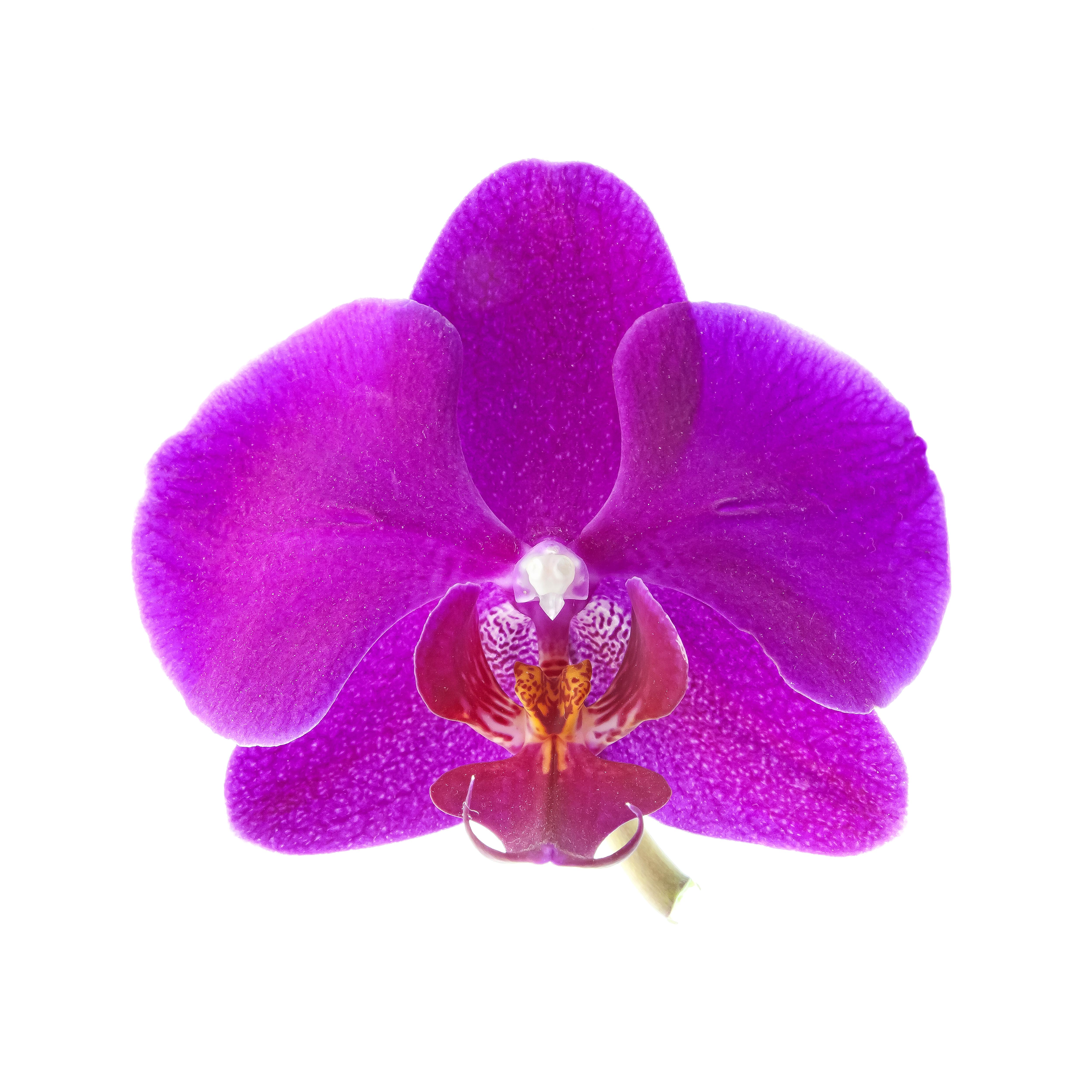 Color Photograph Pietro Canali - Orchidée, Photographie, Hal/Gelatin argenté