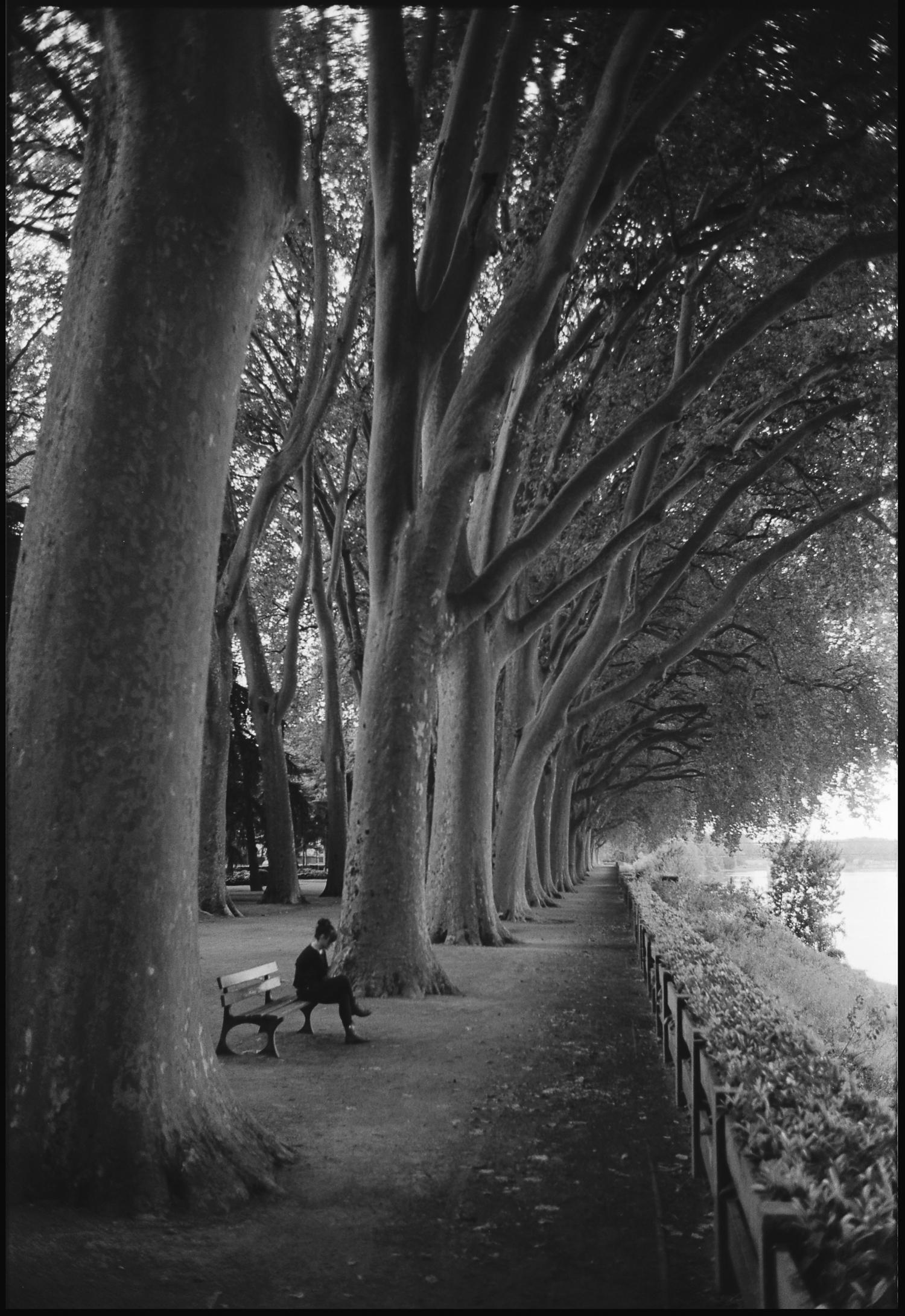 Paul Cooklin Black and White Photograph - Edition 2/10 Treeline, Chinon, France, Photograph, Silver Hal/Gelatin