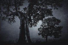 Sleepy Hollow, Photograph, Archival Ink Jet