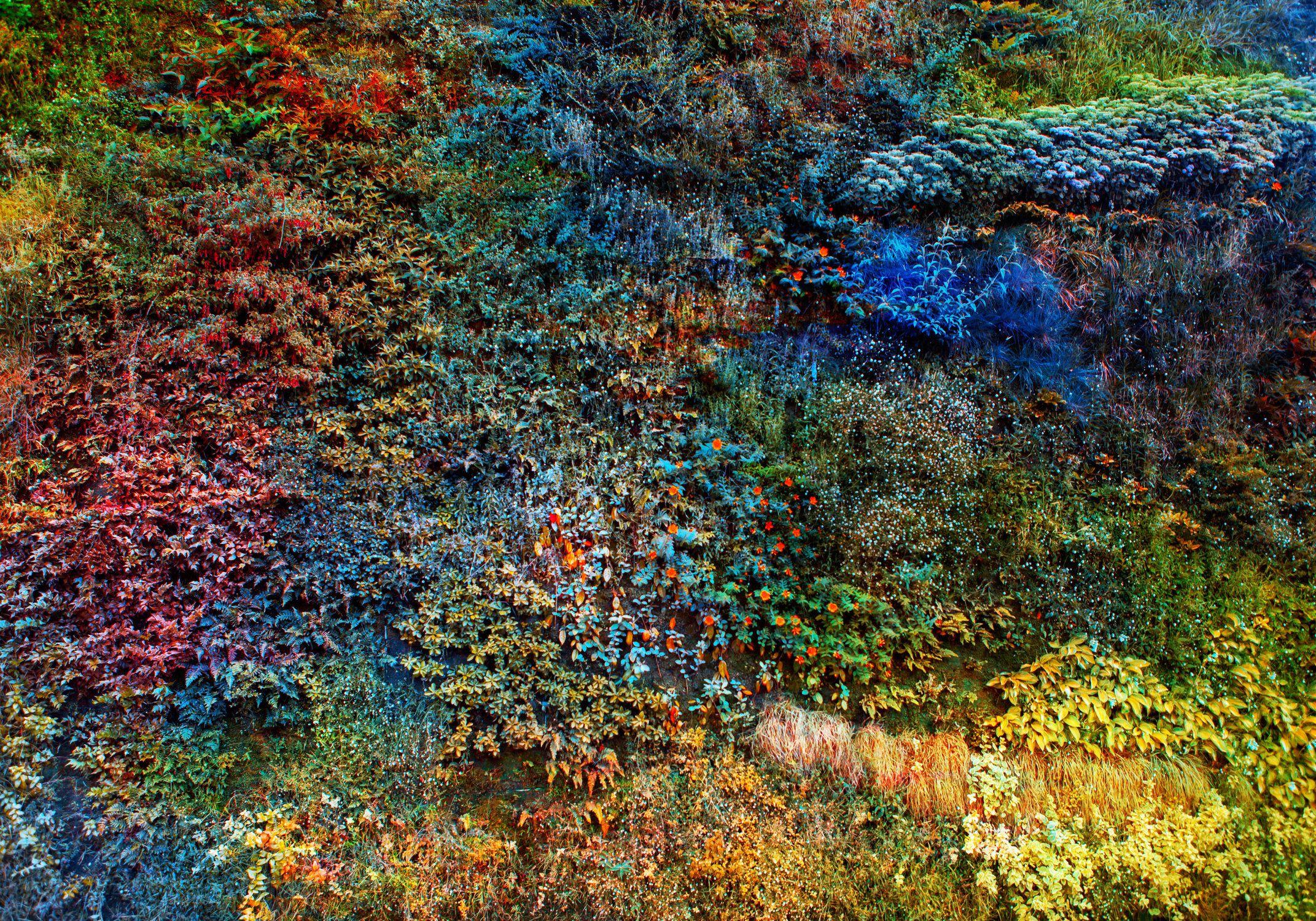 Viet Ha Tran Color Photograph - Wall of Nature VI, Photograph, C-Type