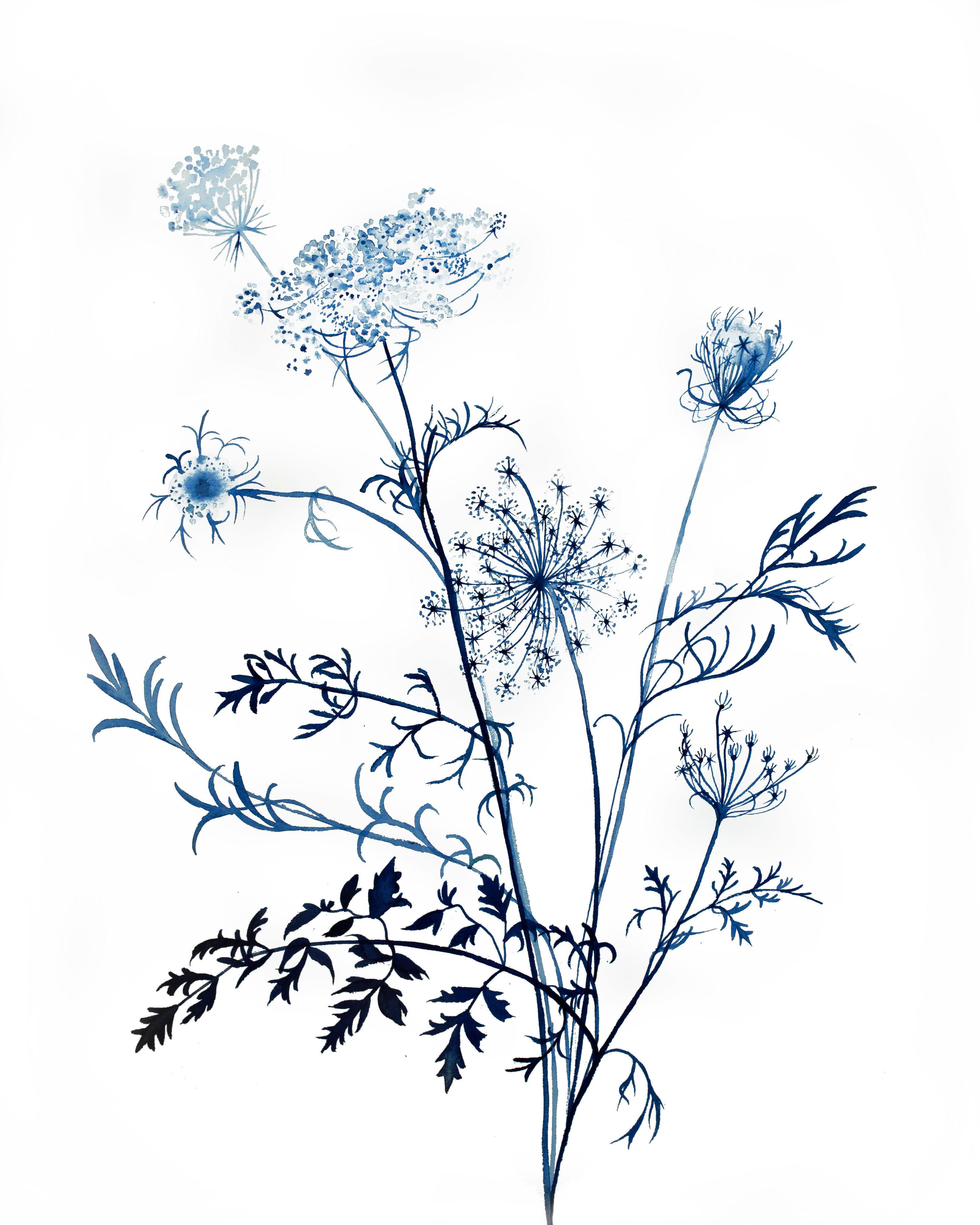 Queen Anne's Lace No. 11, Painting, Watercolor on Watercolor Paper - Art by Elizabeth Becker