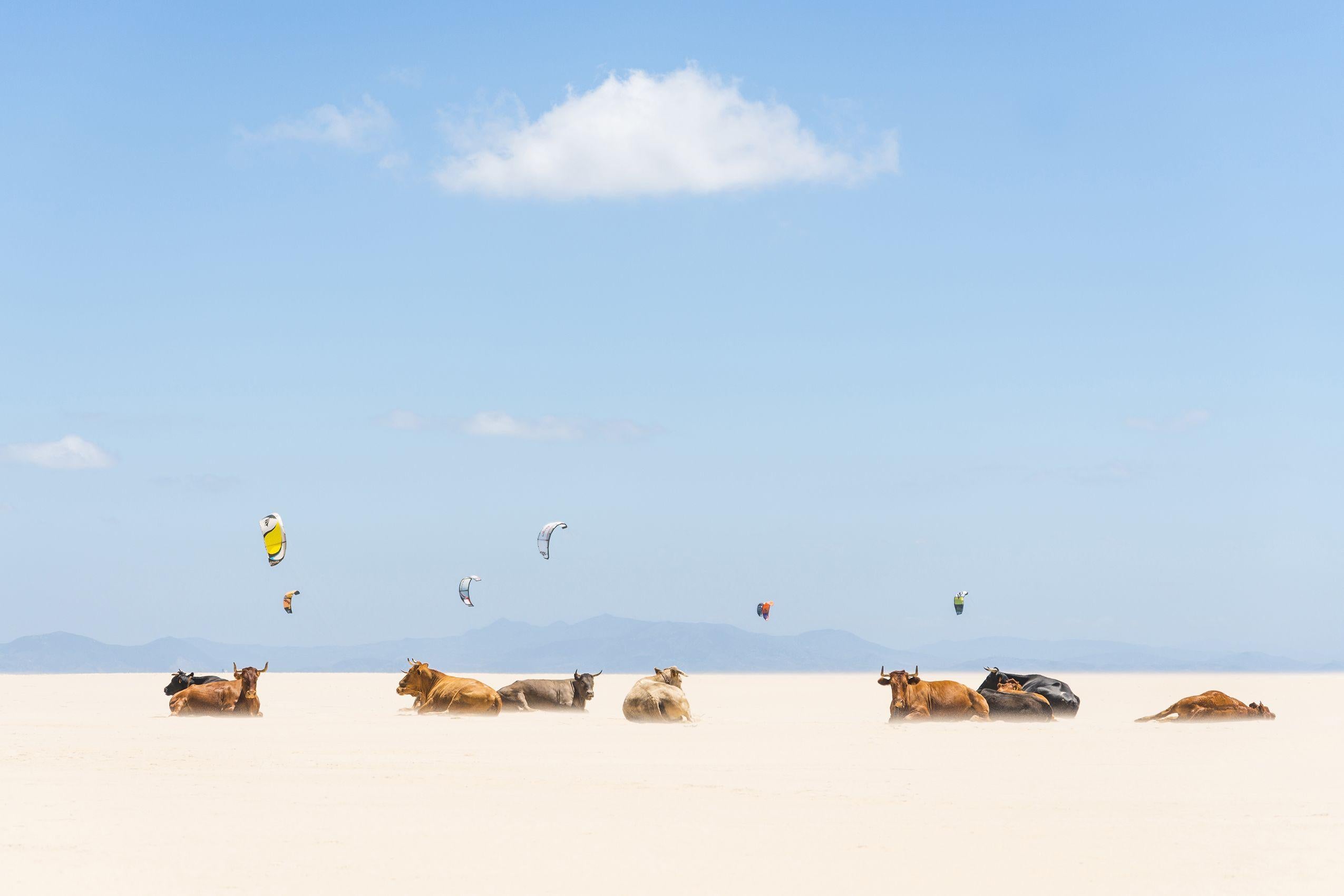 Andrew Lever Color Photograph - COWS AND KITES, Photograph, C-Type