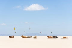 COWS AND KITES, Photograph, C-Type