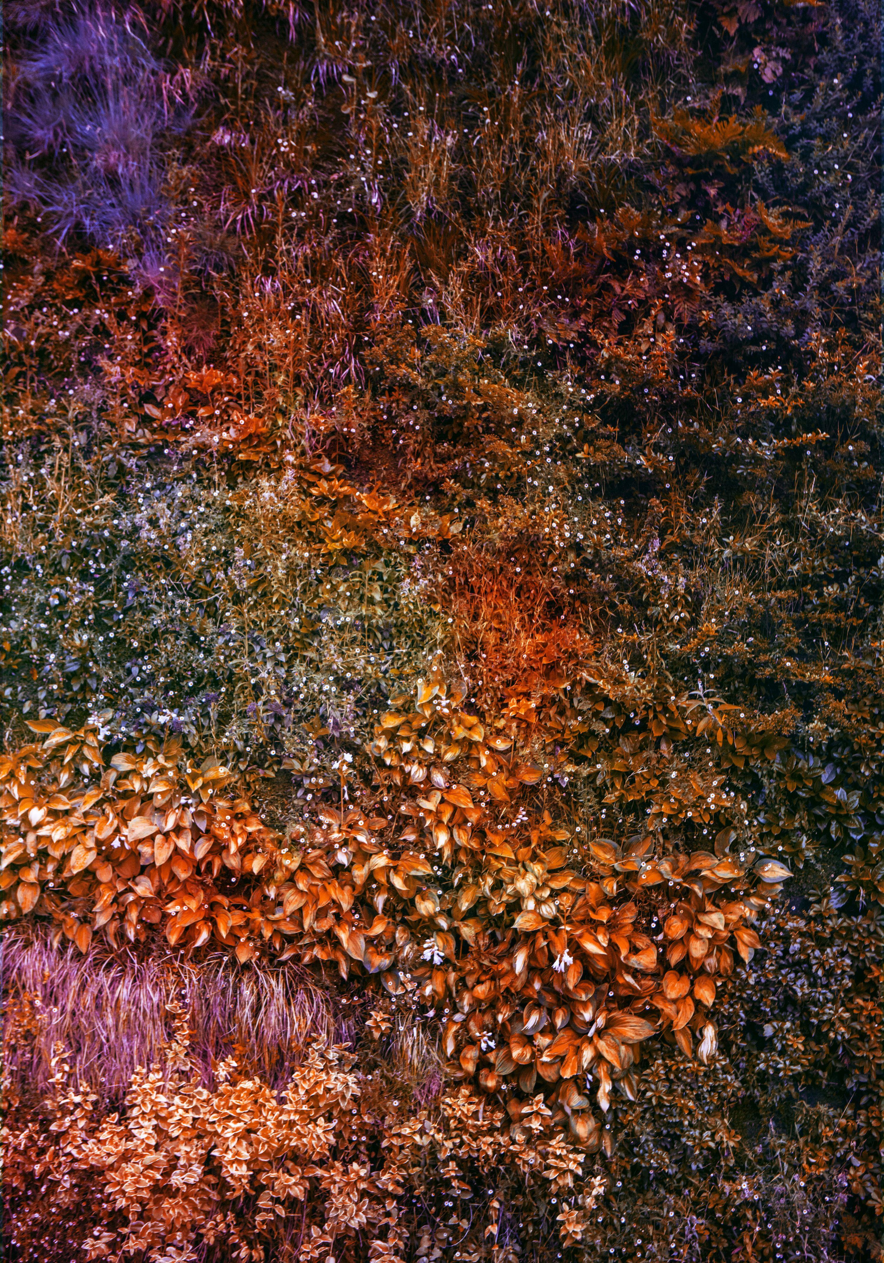 Viet Ha Tran Color Photograph - Wall of Nature IV, Photograph, C-Type