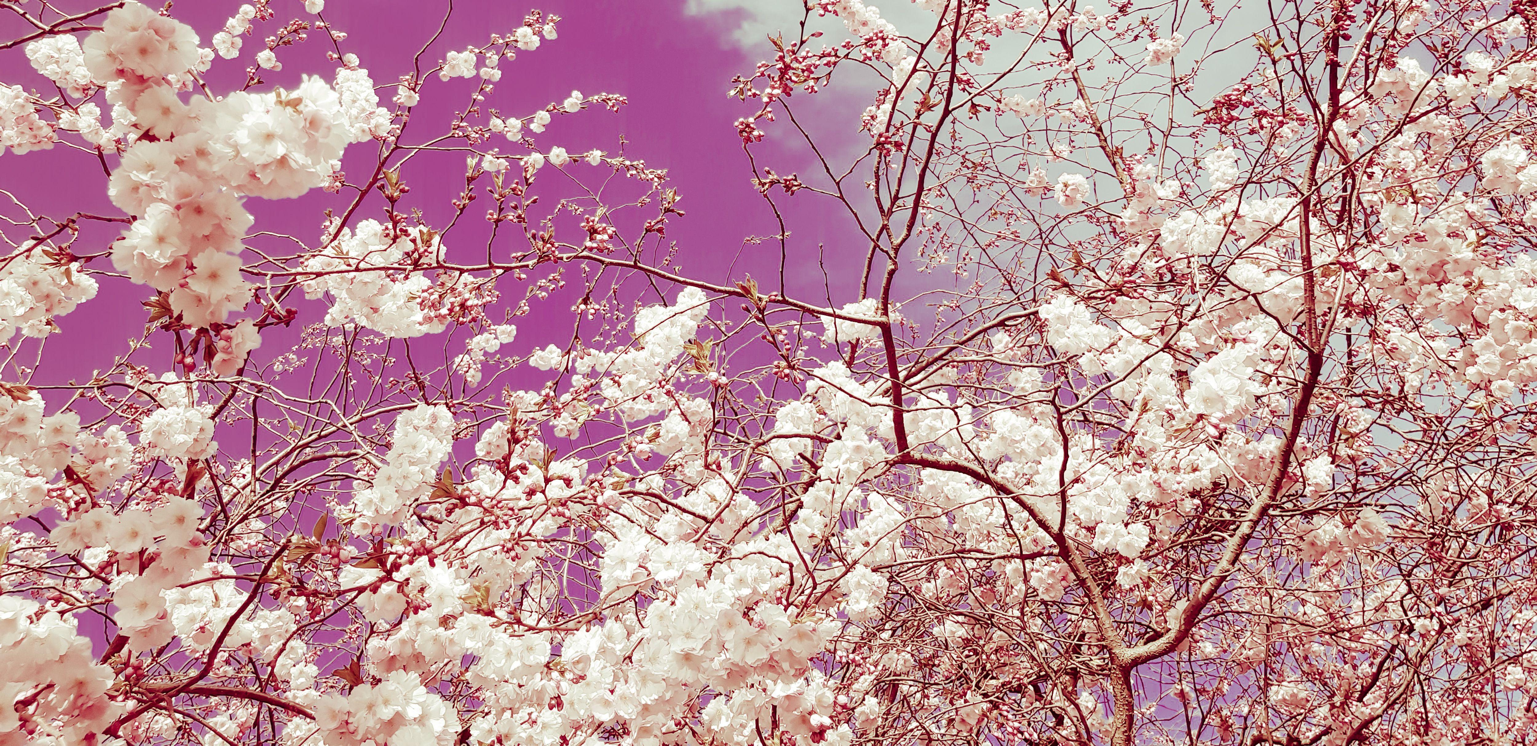 Viet Ha Tran Color Photograph - The colors of spring IV, Photograph, C-Type