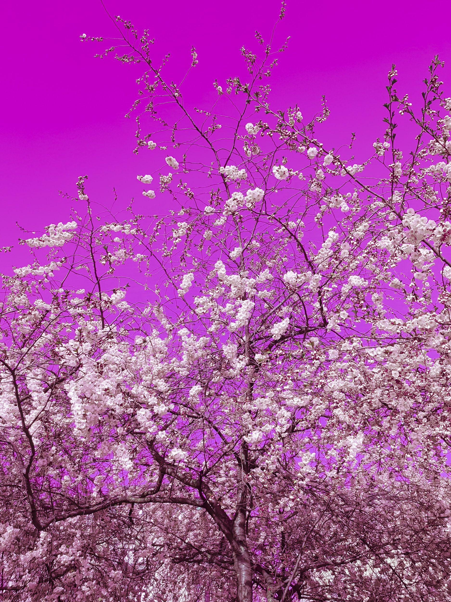 Viet Ha Tran Color Photograph - The colors of spring II, Photograph, C-Type