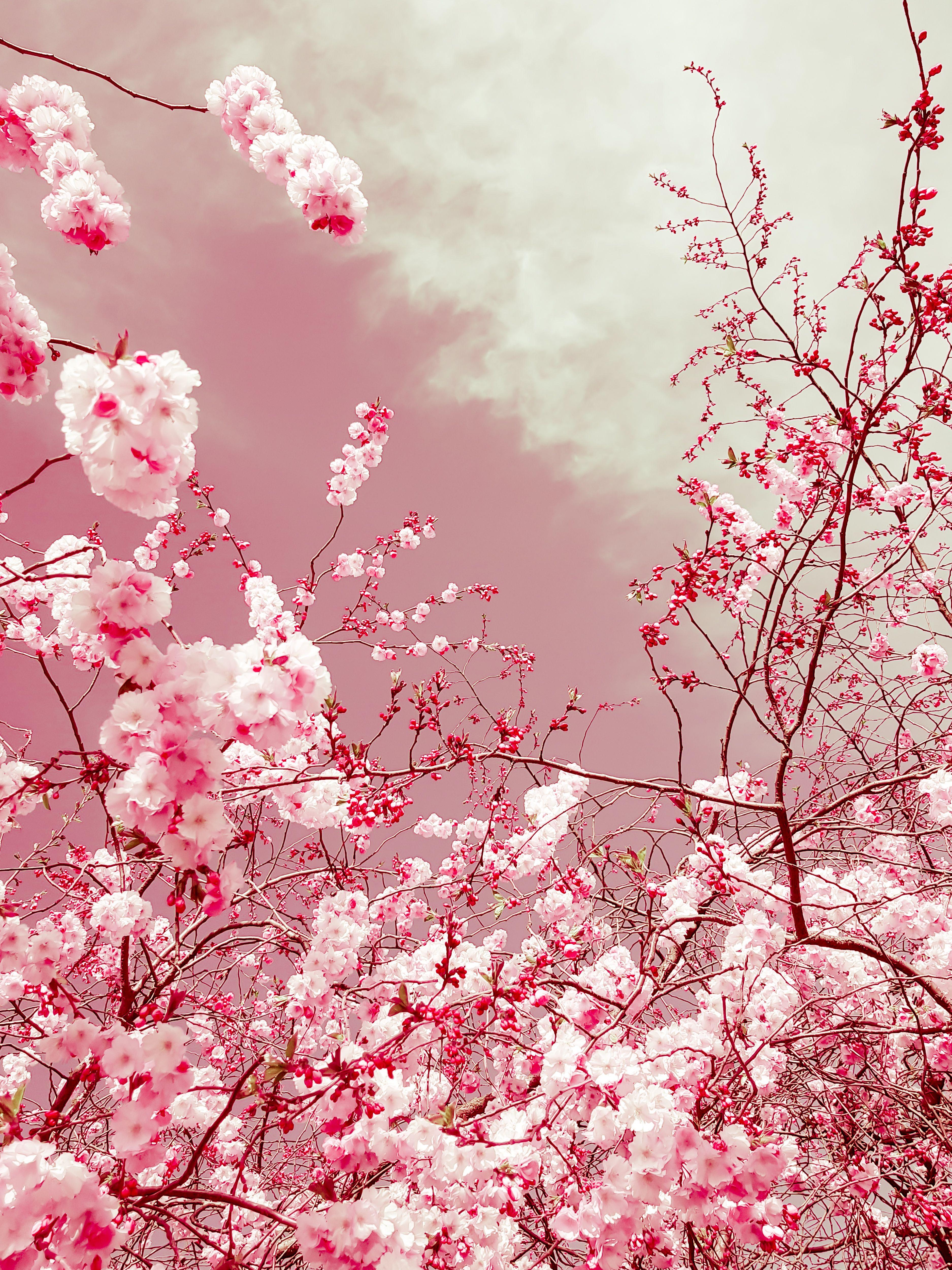 Viet Ha Tran Color Photograph - The colors of spring, Photograph, C-Type