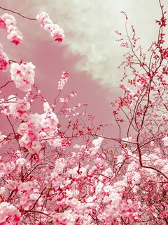 Die Farben des Frühlings, Fotografie, C-Typ