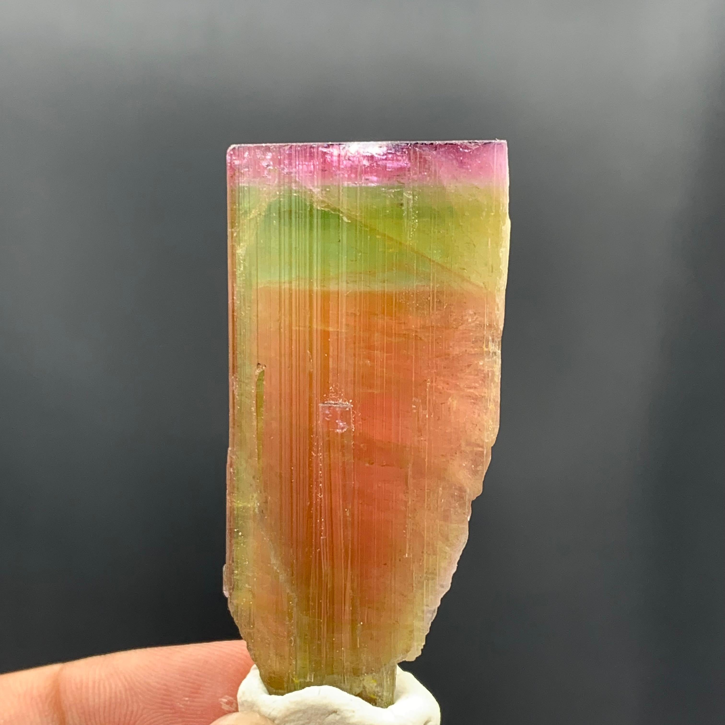 130.60 Carat Stunning Tri Color Tourmaline Crystal from Paprok Mine Afghanistan For Sale 5