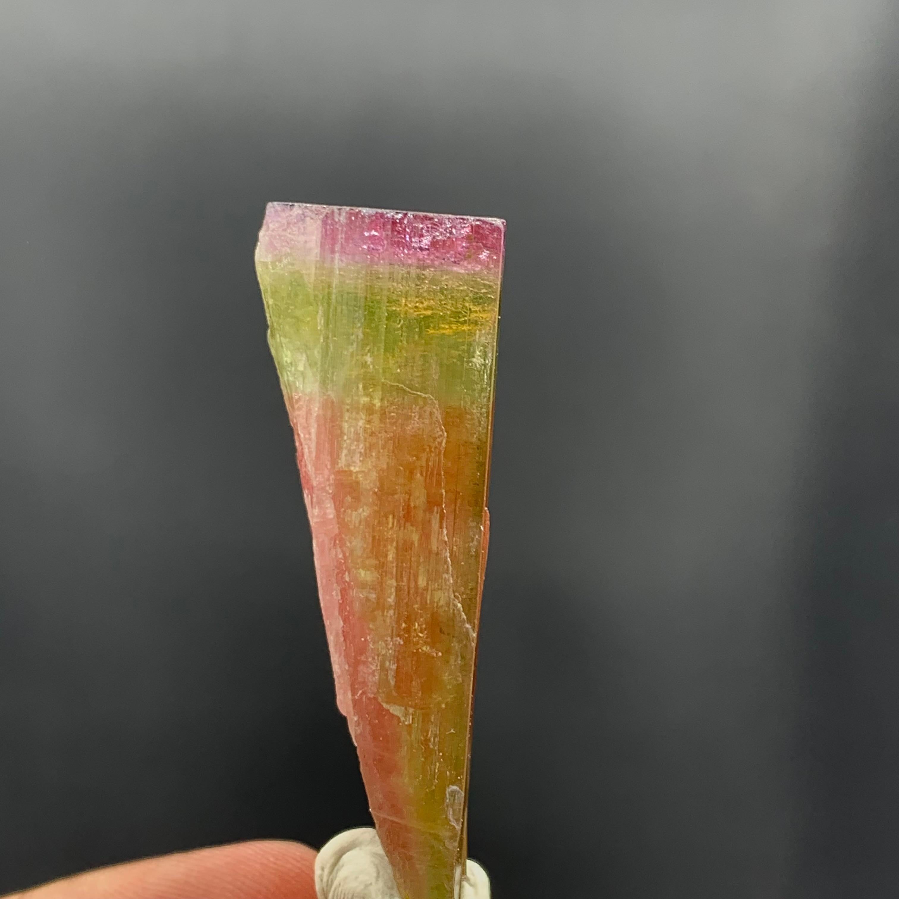 130.60 Carat Stunning Tri Color Tourmaline Crystal from Paprok Mine Afghanistan For Sale 1