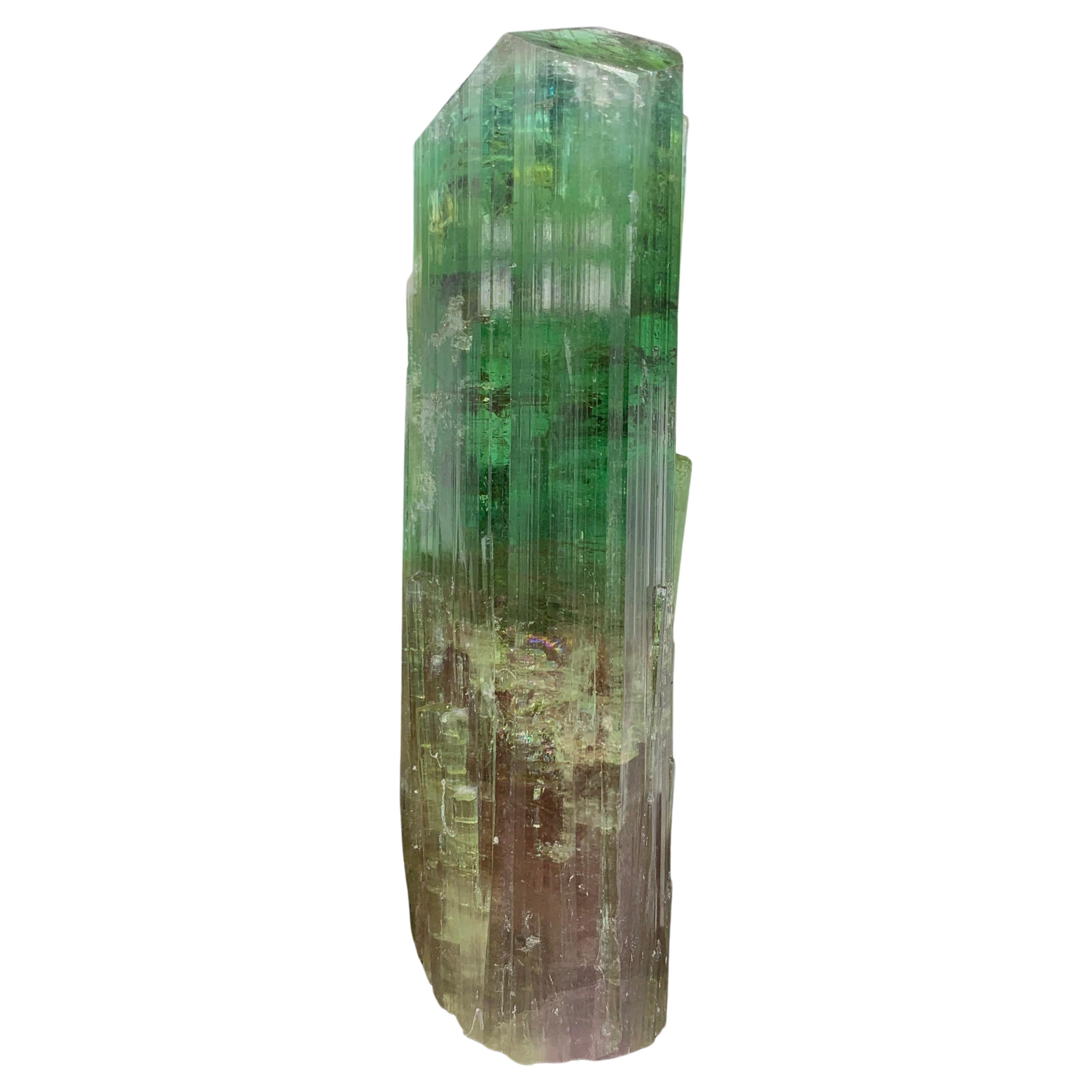 Ravissant cristal de tourmaline bicolore d'Afghanistan 137,10 grammes  en vente