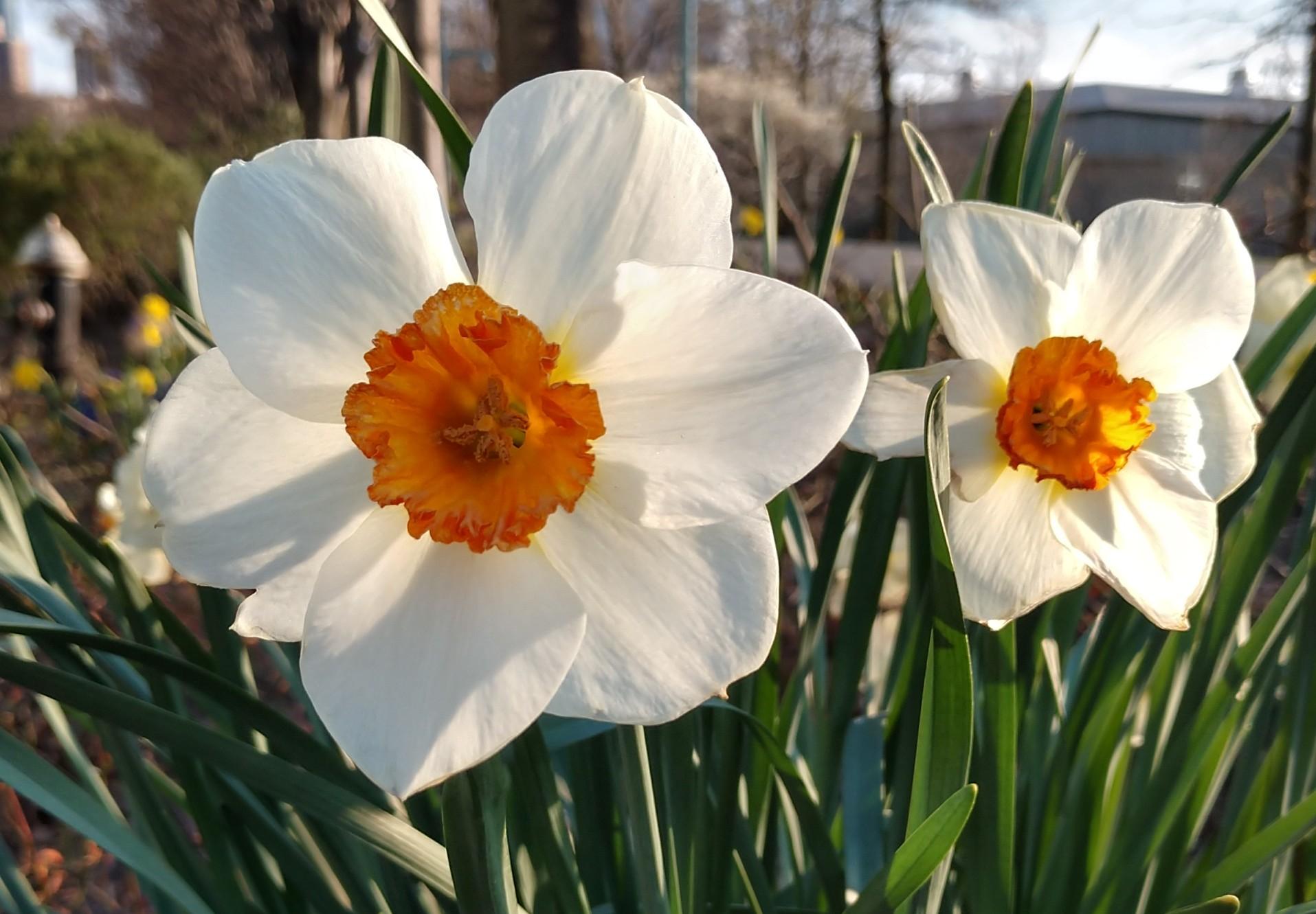 14 Karat Yellow Gold Daffodil Earrings with Sapphires , Tiffany designer , Thomas Kurilla sculpted these from the latest gardens of New York City. Don't let the Covid 19 virus stop you from seeing beauty everywhere.  Sculpture is my passion and