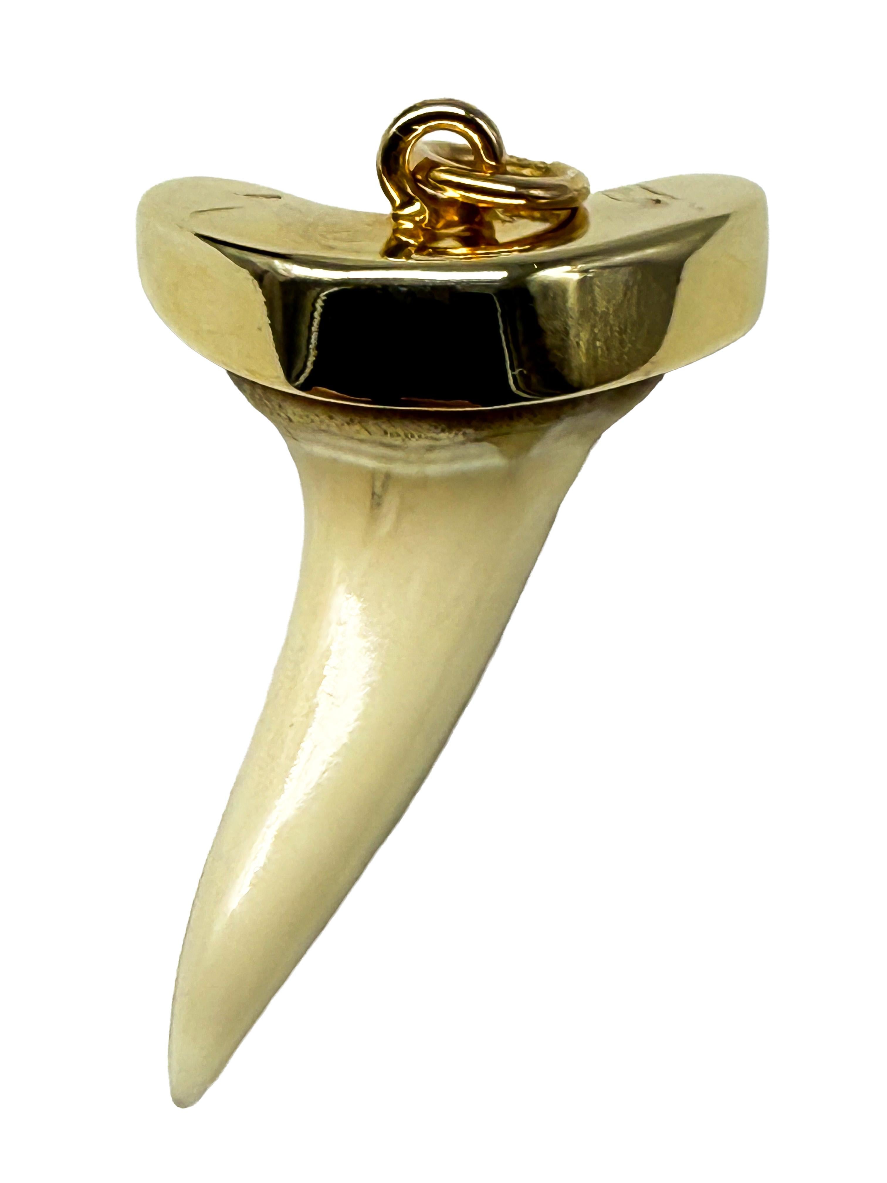 Colgante de oro amarillo de 14 quilates con un diente de tiburón Retro en venta