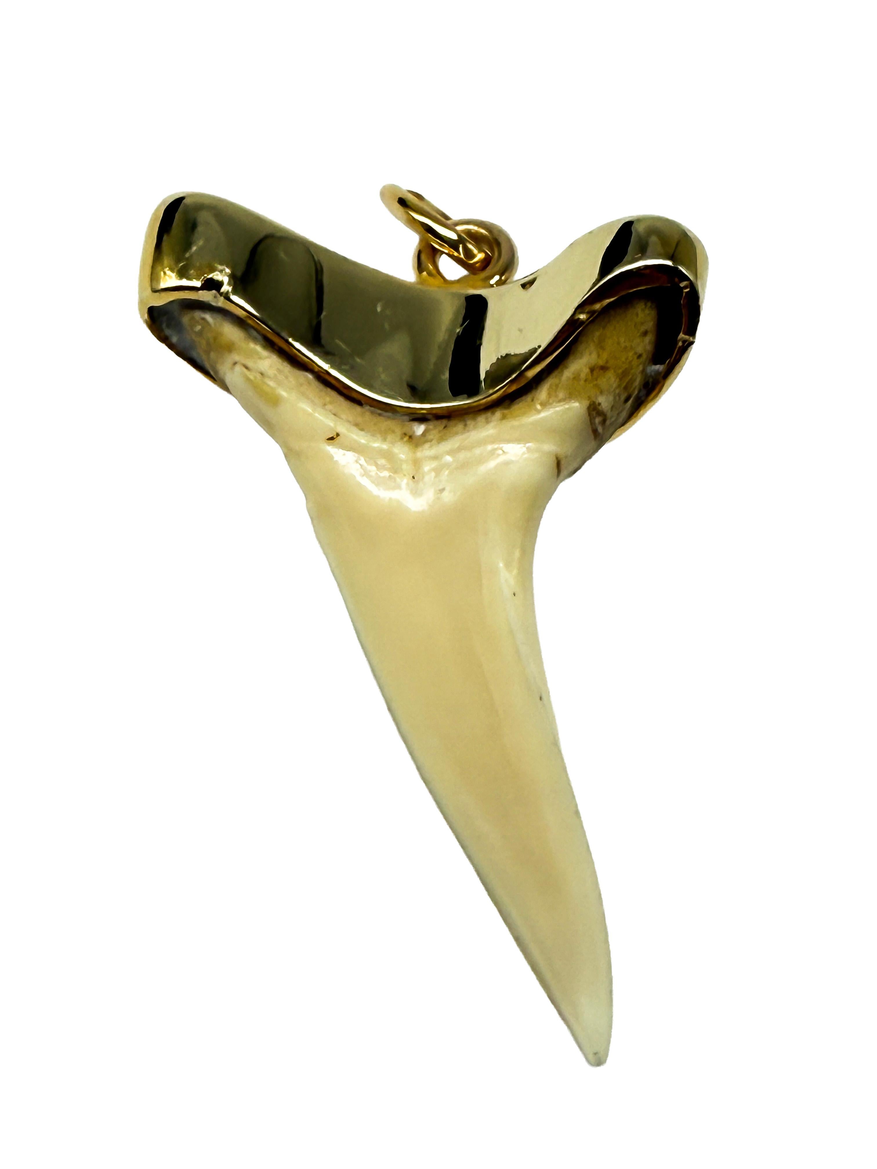 Colgante de oro amarillo de 14 quilates con un diente de tiburón en Bueno estado para la venta en Berlin, DE