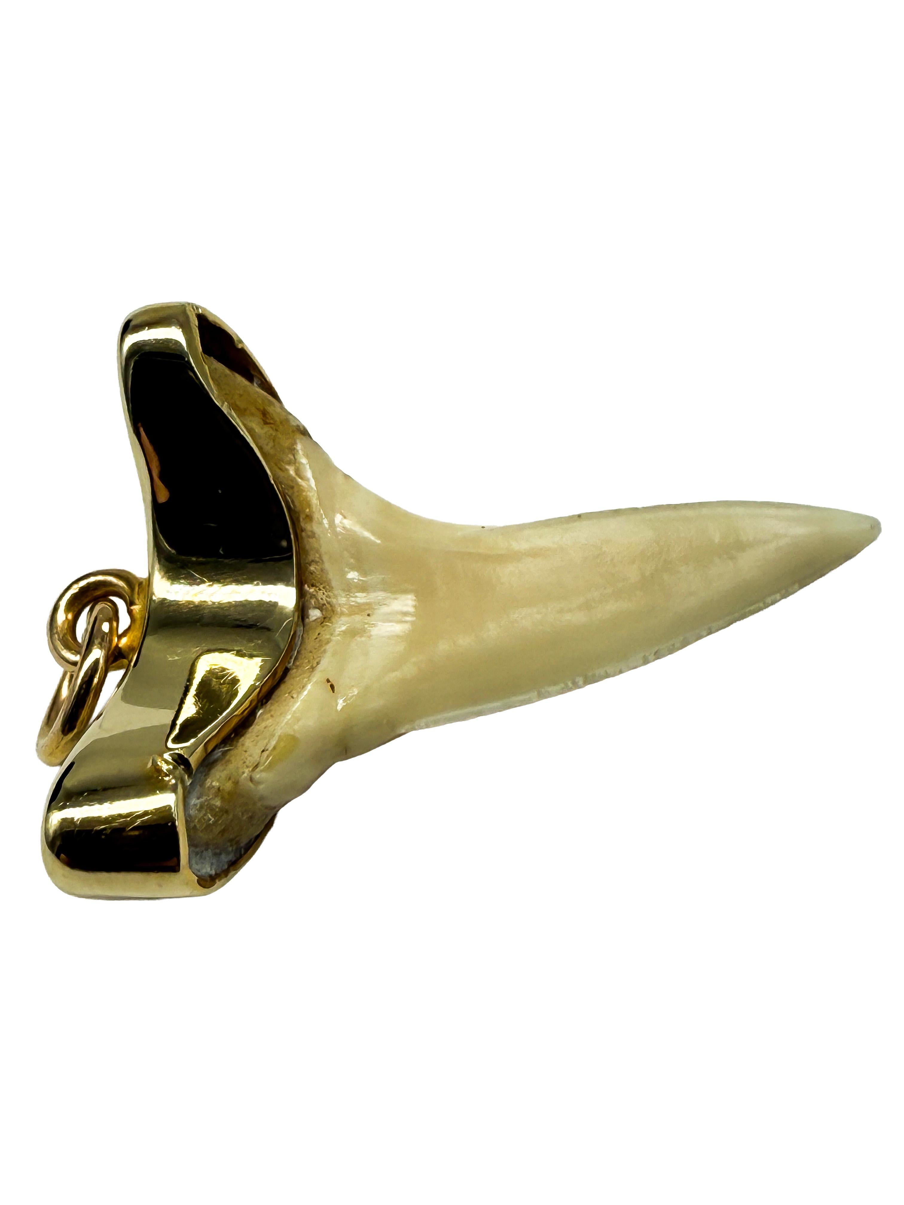 Colgante de oro amarillo de 14 quilates con un diente de tiburón en venta 1