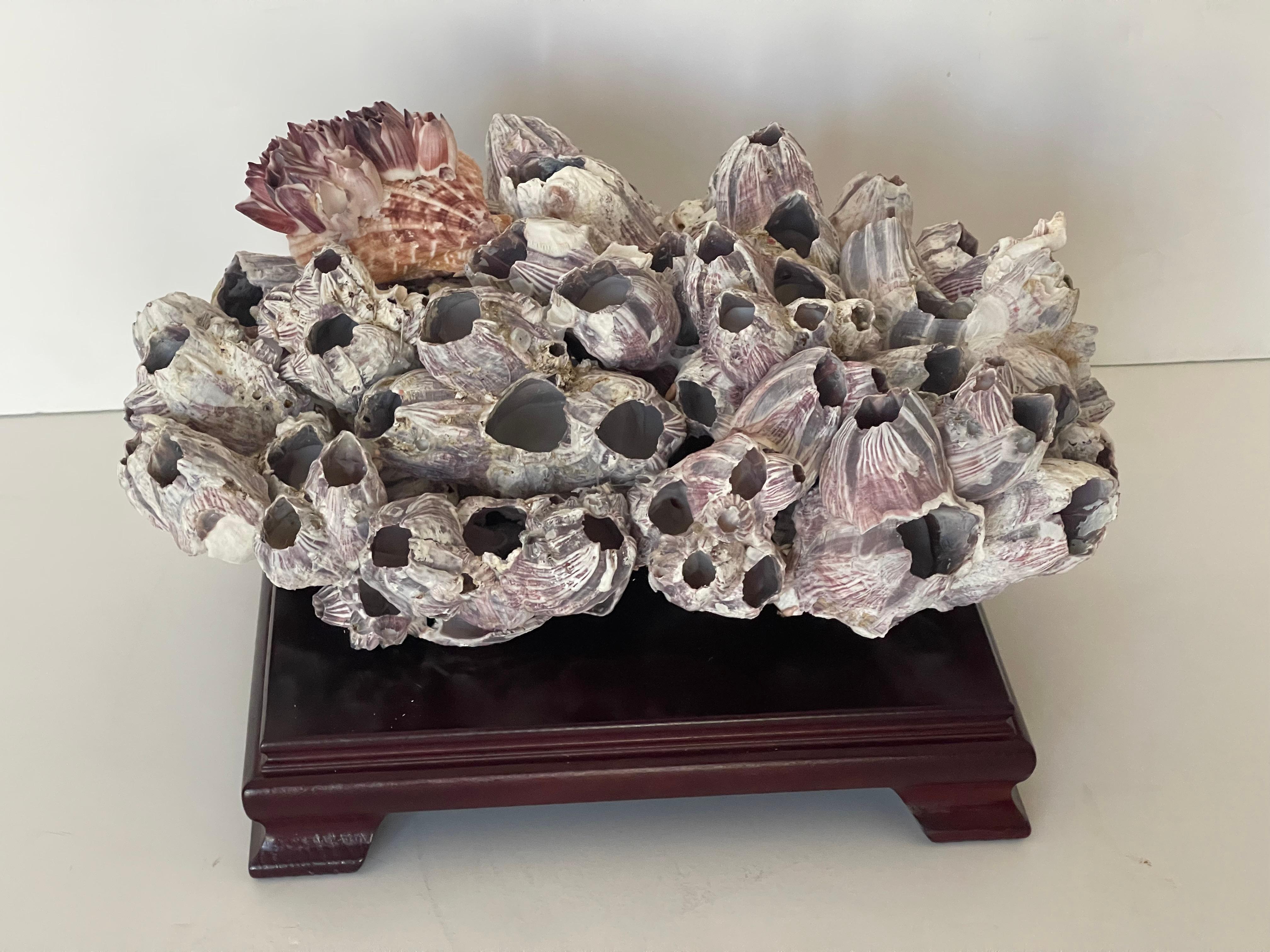 Organico moderno Cluster di Barnacle grande da 15