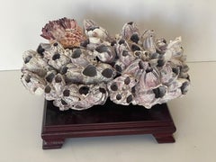 15” Large Barnacle Cluster with Symbiotic Barnacle on Lucite Stand Shell