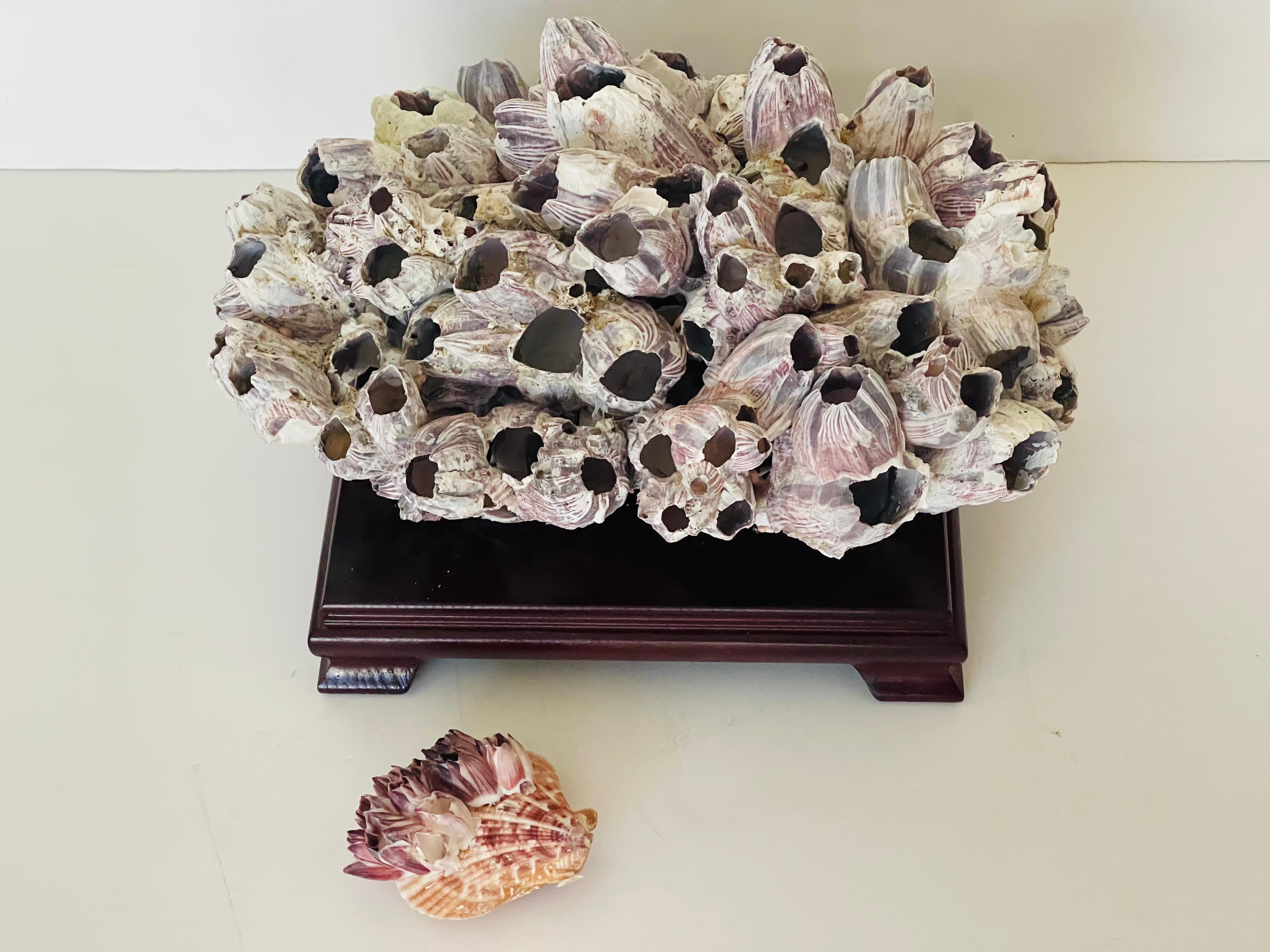 Americano Cluster di Barnacle grande da 15