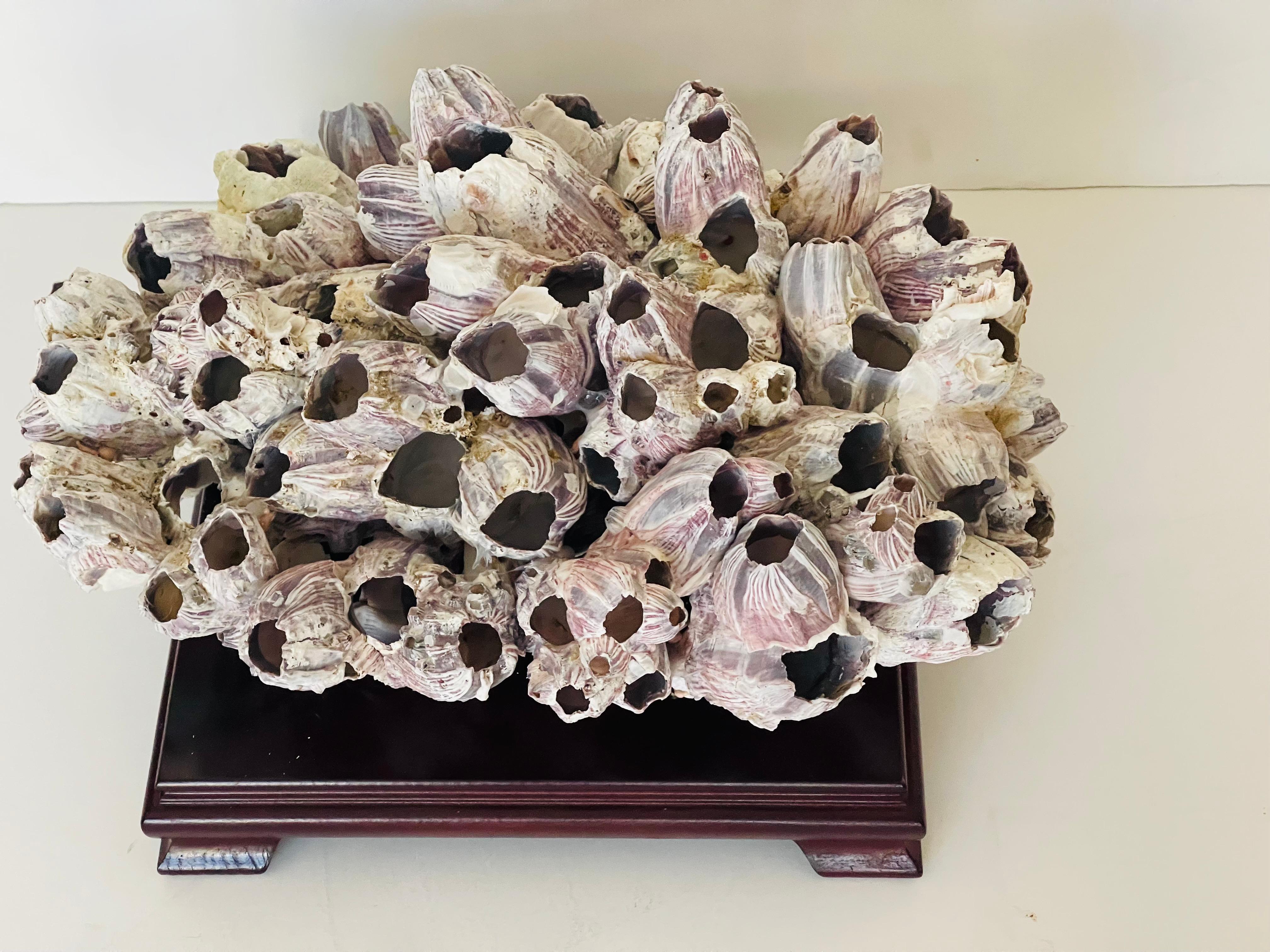 Cluster di Barnacle grande da 15