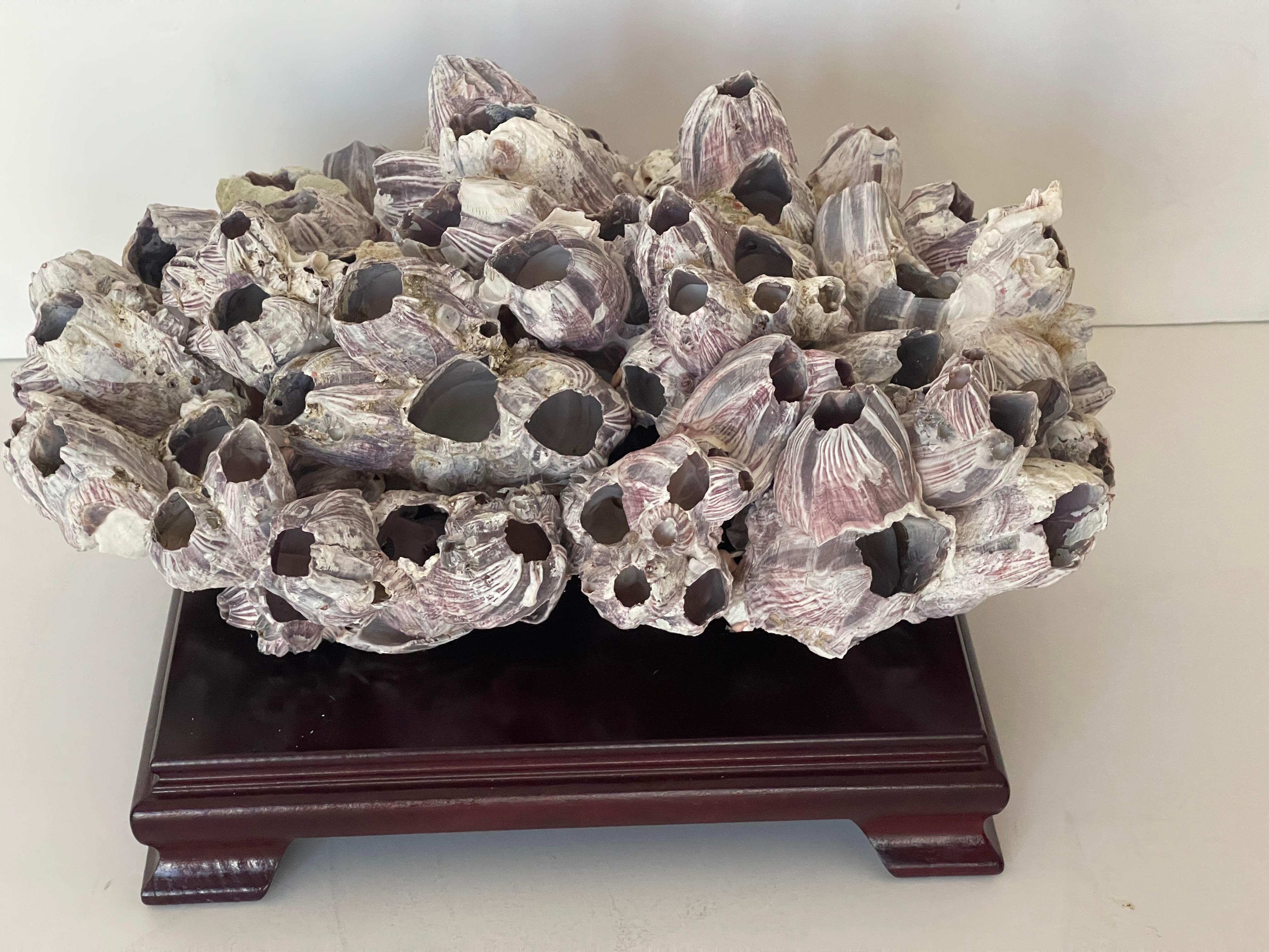 Fine XX secolo Cluster di Barnacle grande da 15