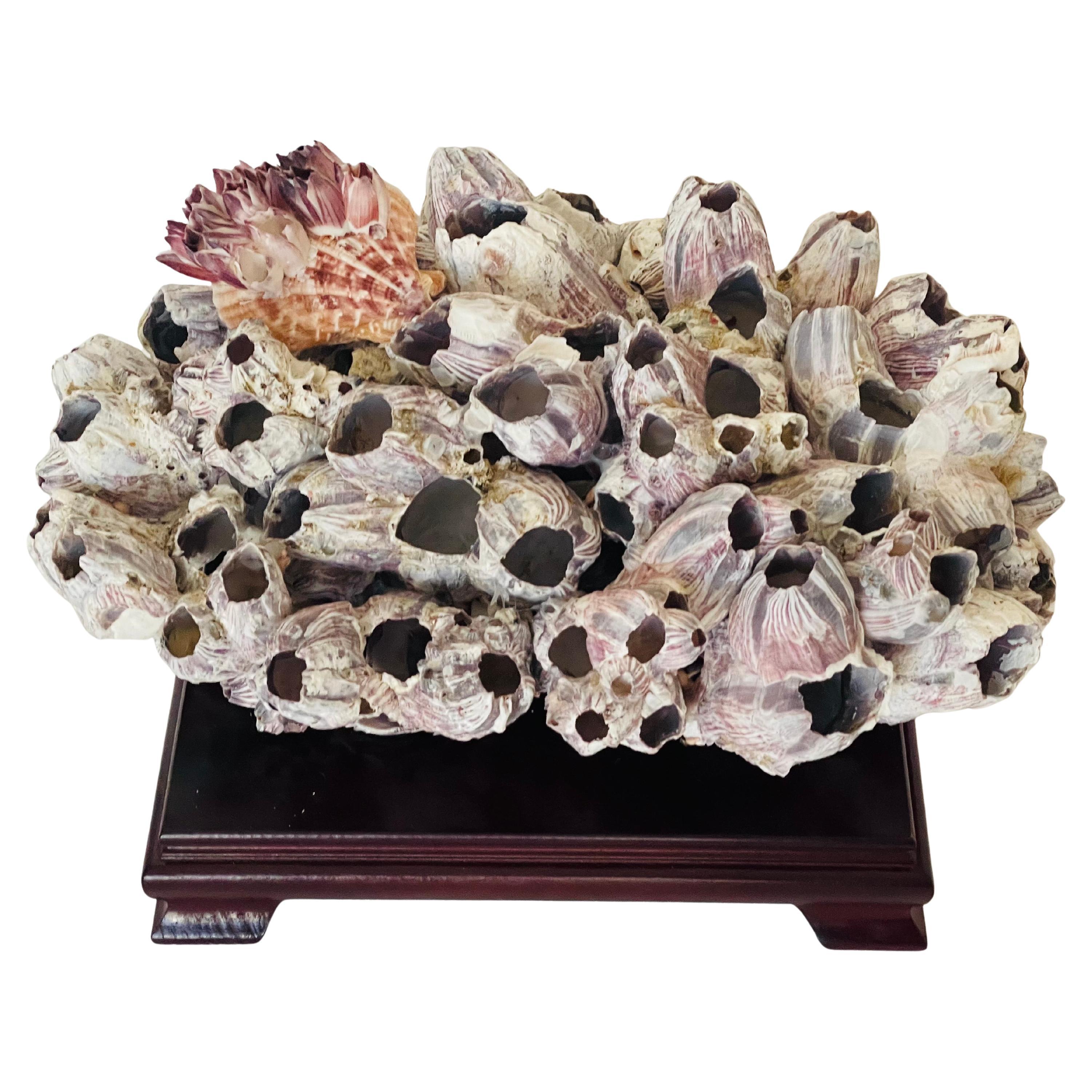 Cluster di Barnacle grande da 15" su supporto con guscio di Barnacle simbiotico in vendita